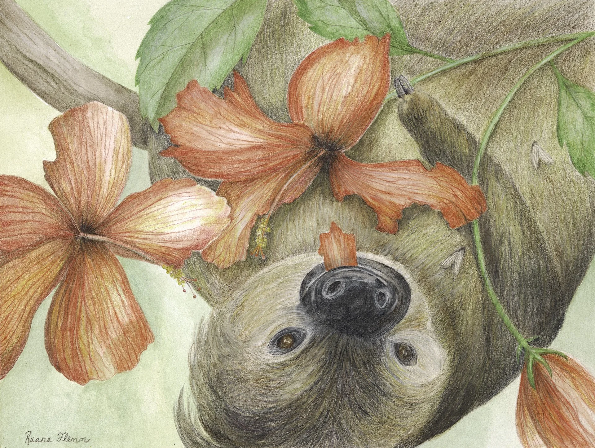 Baby sloth low res.jpg