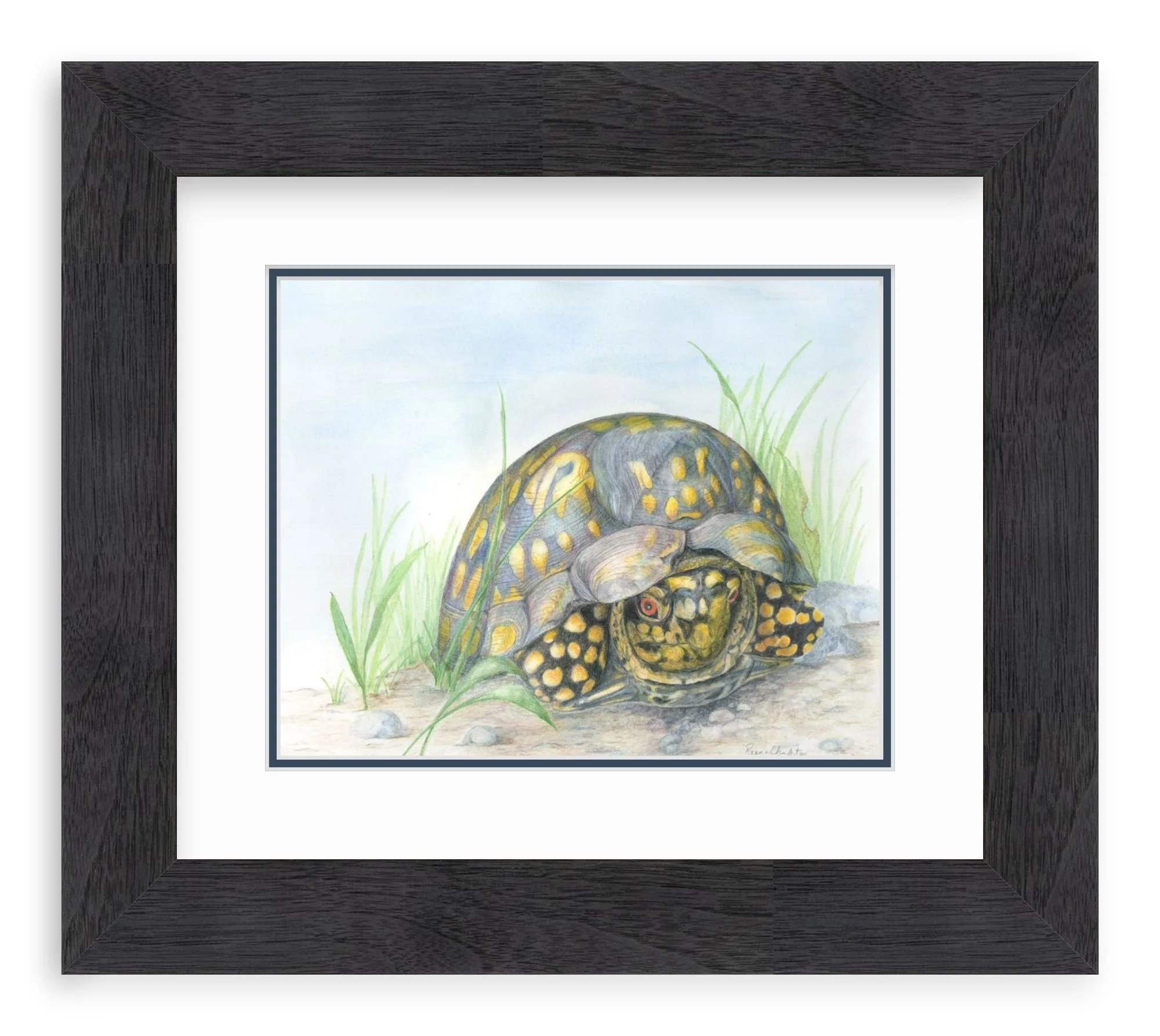 Box Turtle framed.jpg