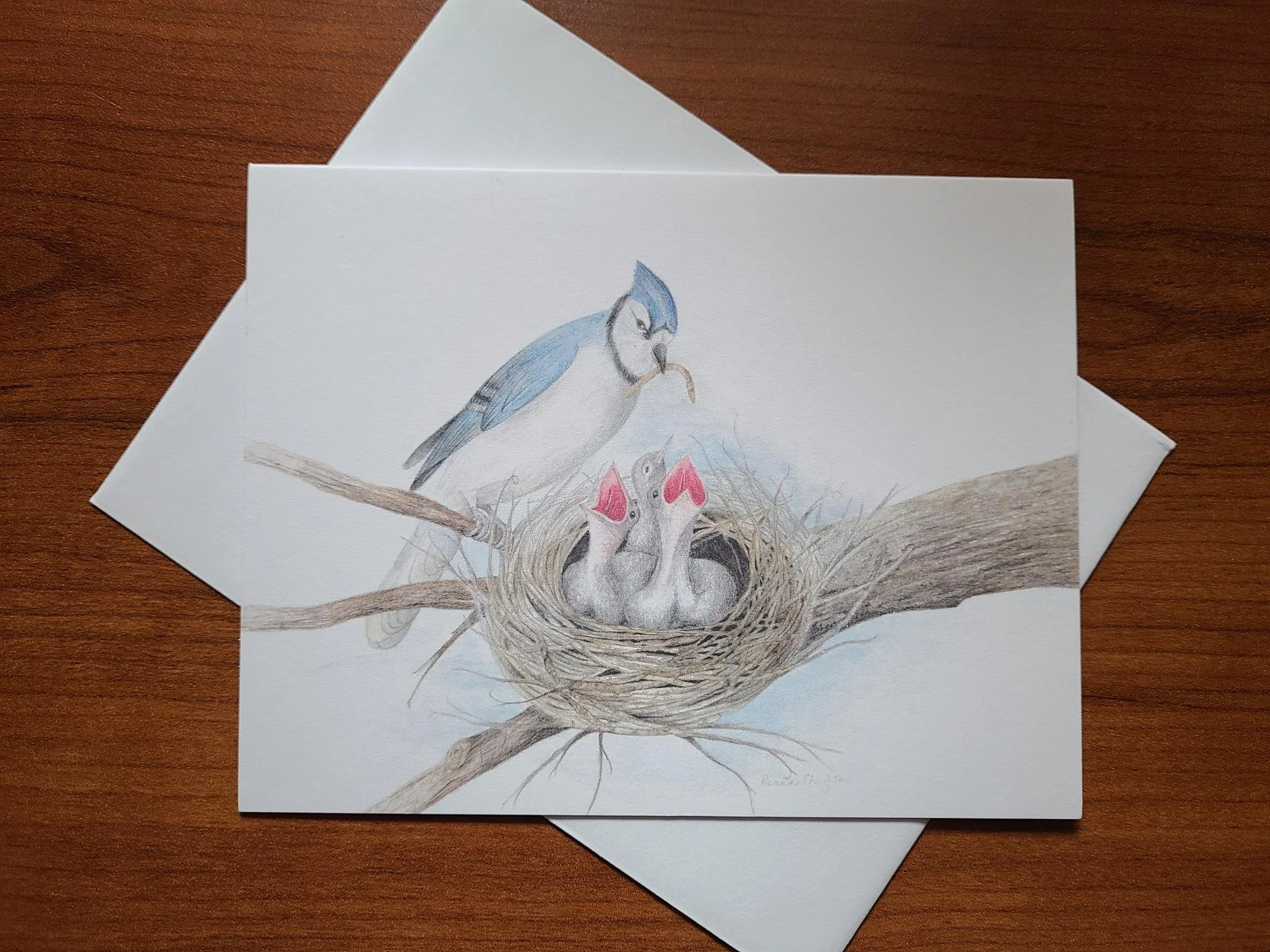 Blue jay card.jpg