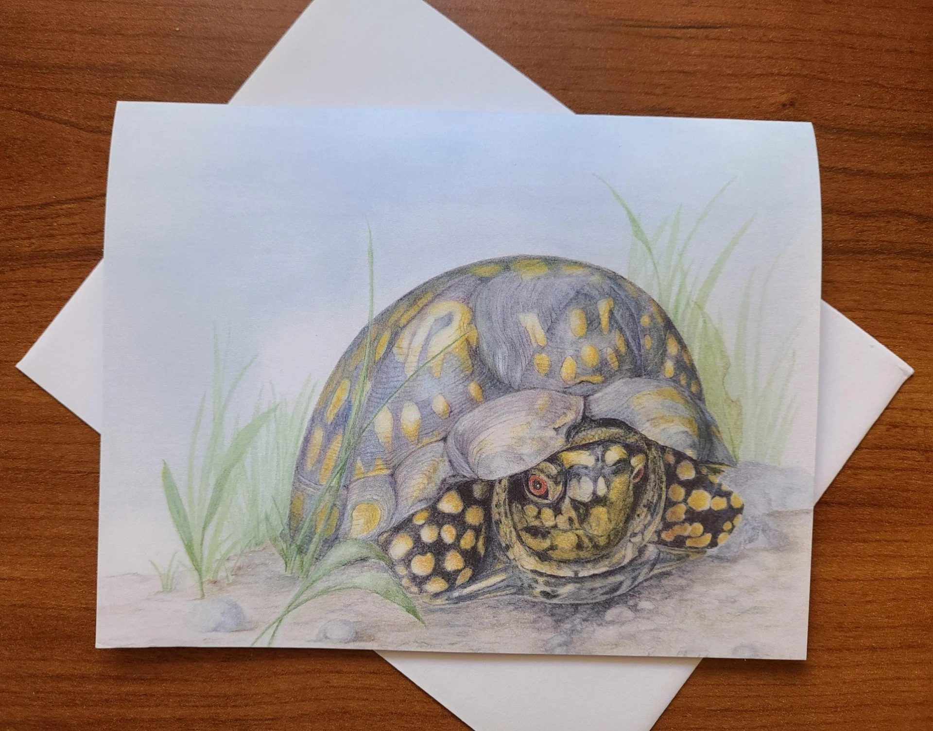 Box turtle card.jpg