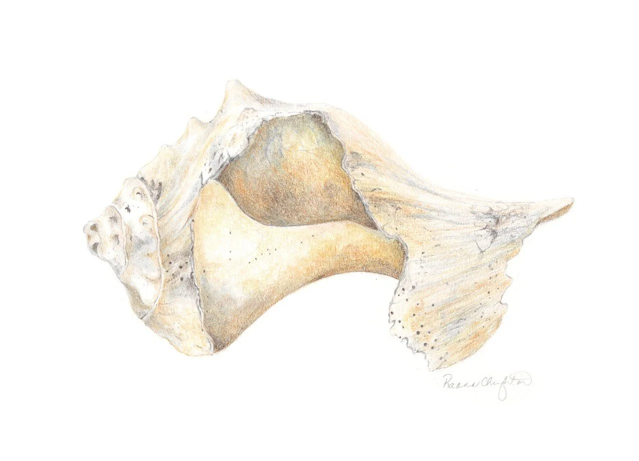 Conch Shell.jpg