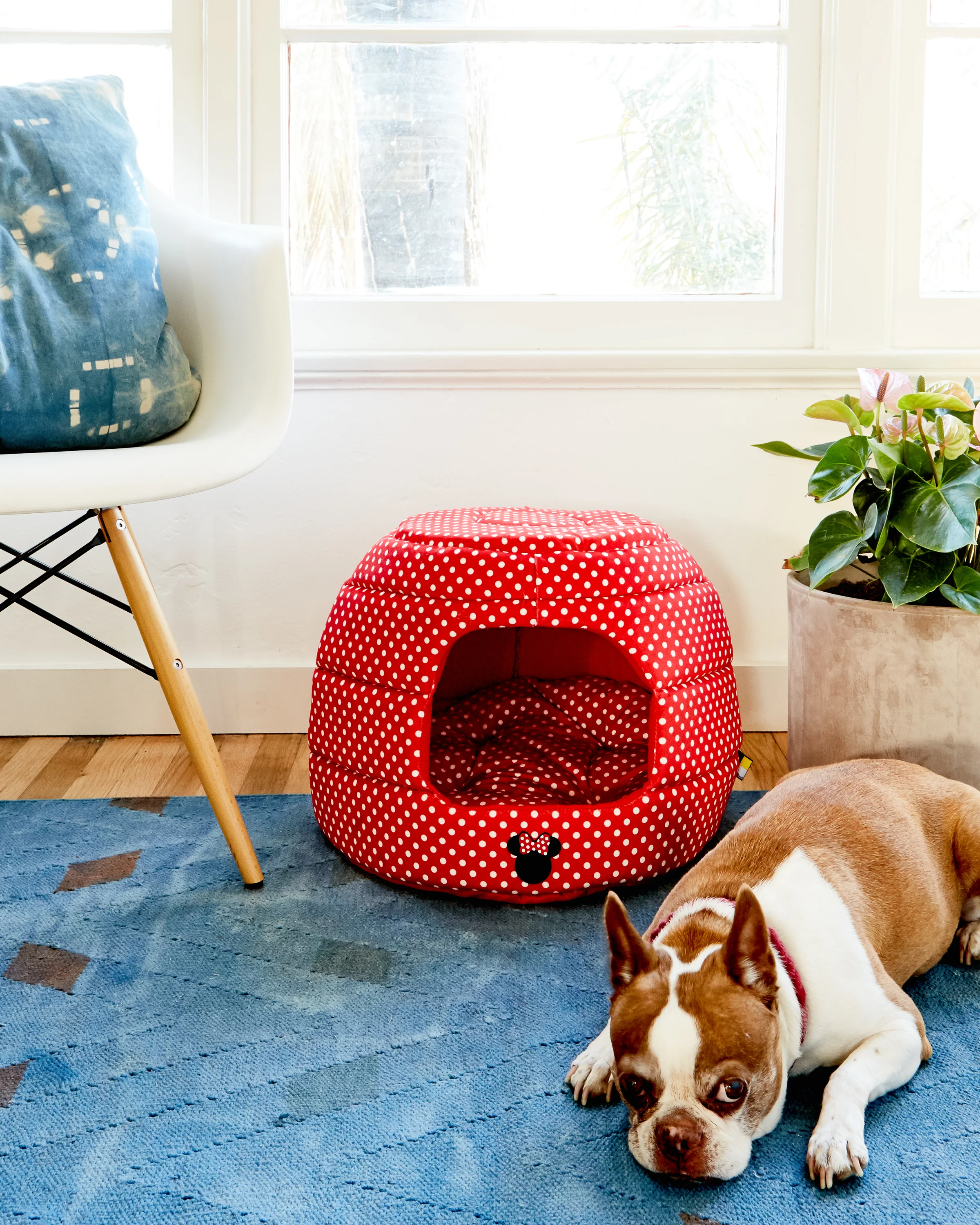 05_DogBed_182.jpg