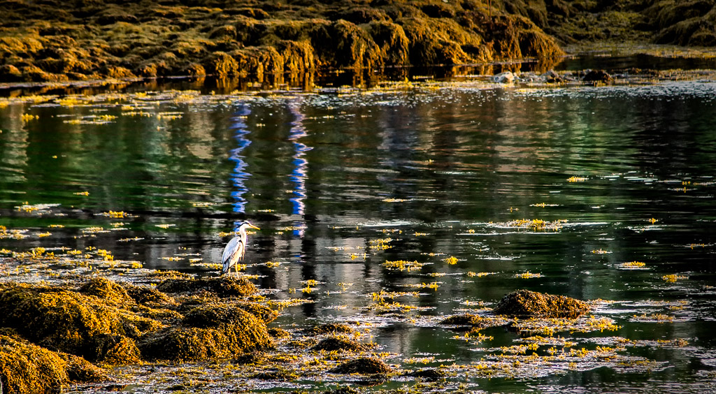 Heron at Loch Pooltiel-Alex Ewing.jpg