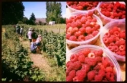 Above left, youth campers help harvest vegetables. Right, sumptuous raspberries from the farm.
