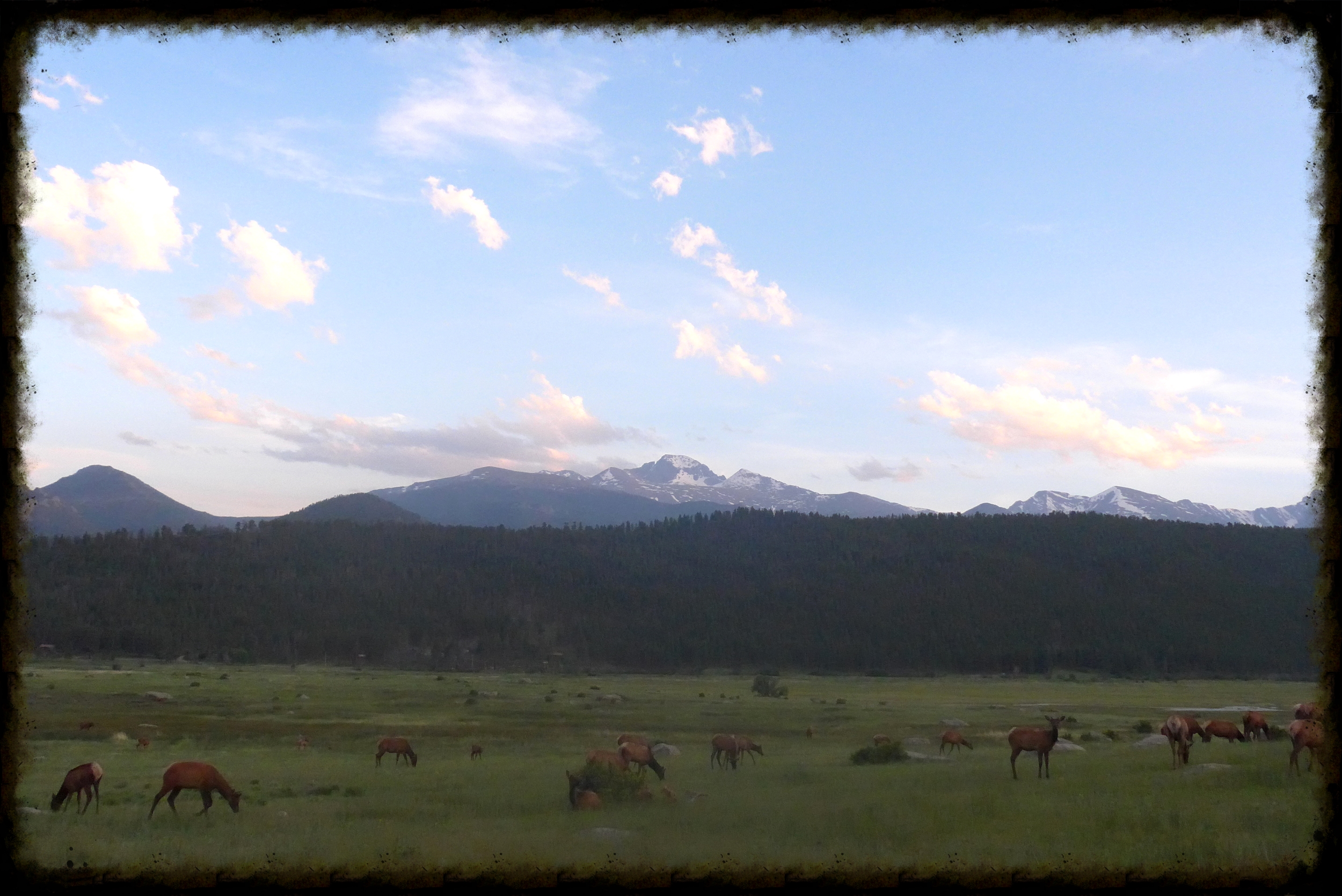 Elks graze at dusk in RMNP's Moraine Park. Photo by Michael Mundt