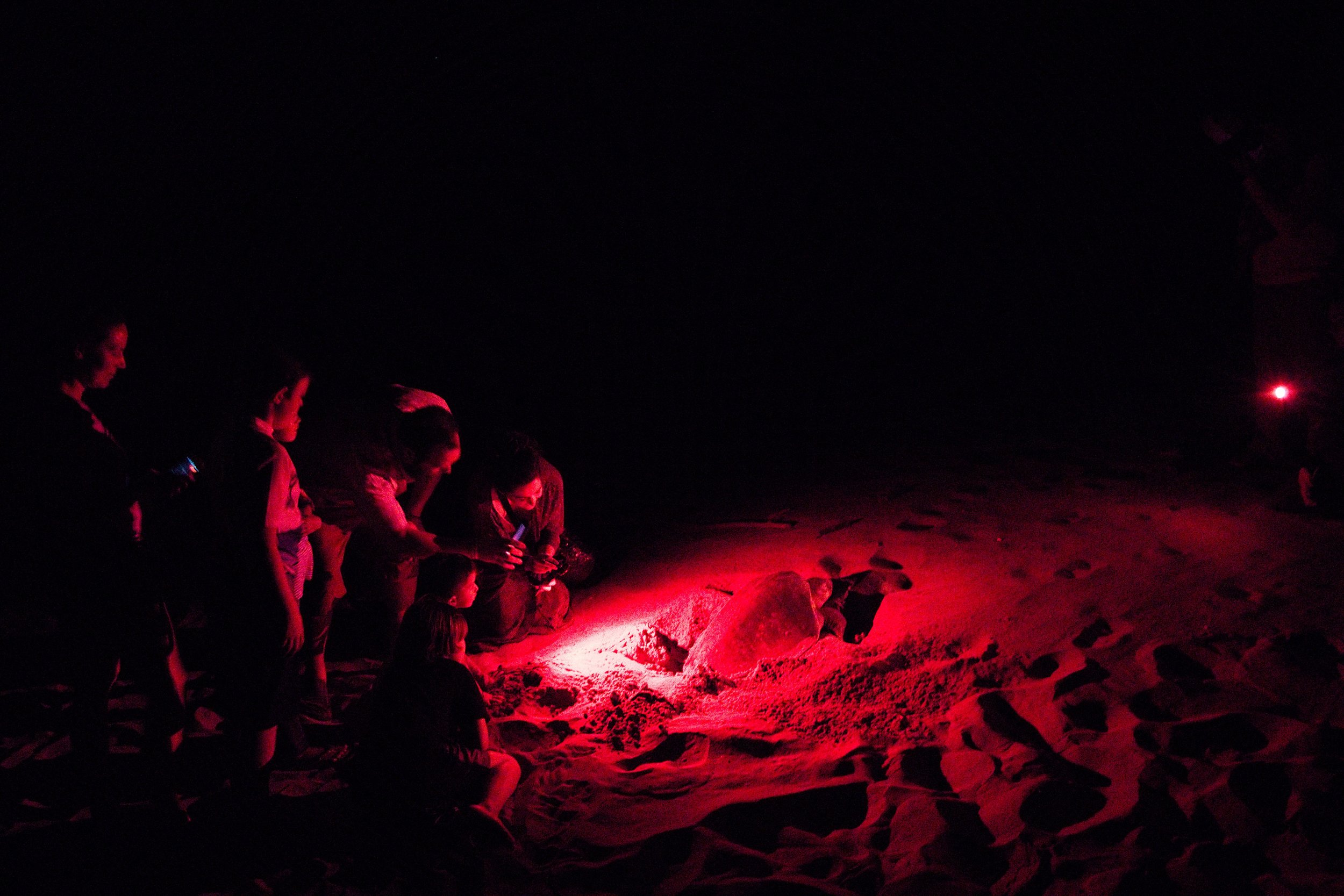 Our group watches an olive ridley sea turtle lay eggs on the beach at La Flor Refuge. Photo by Michael Mundt.