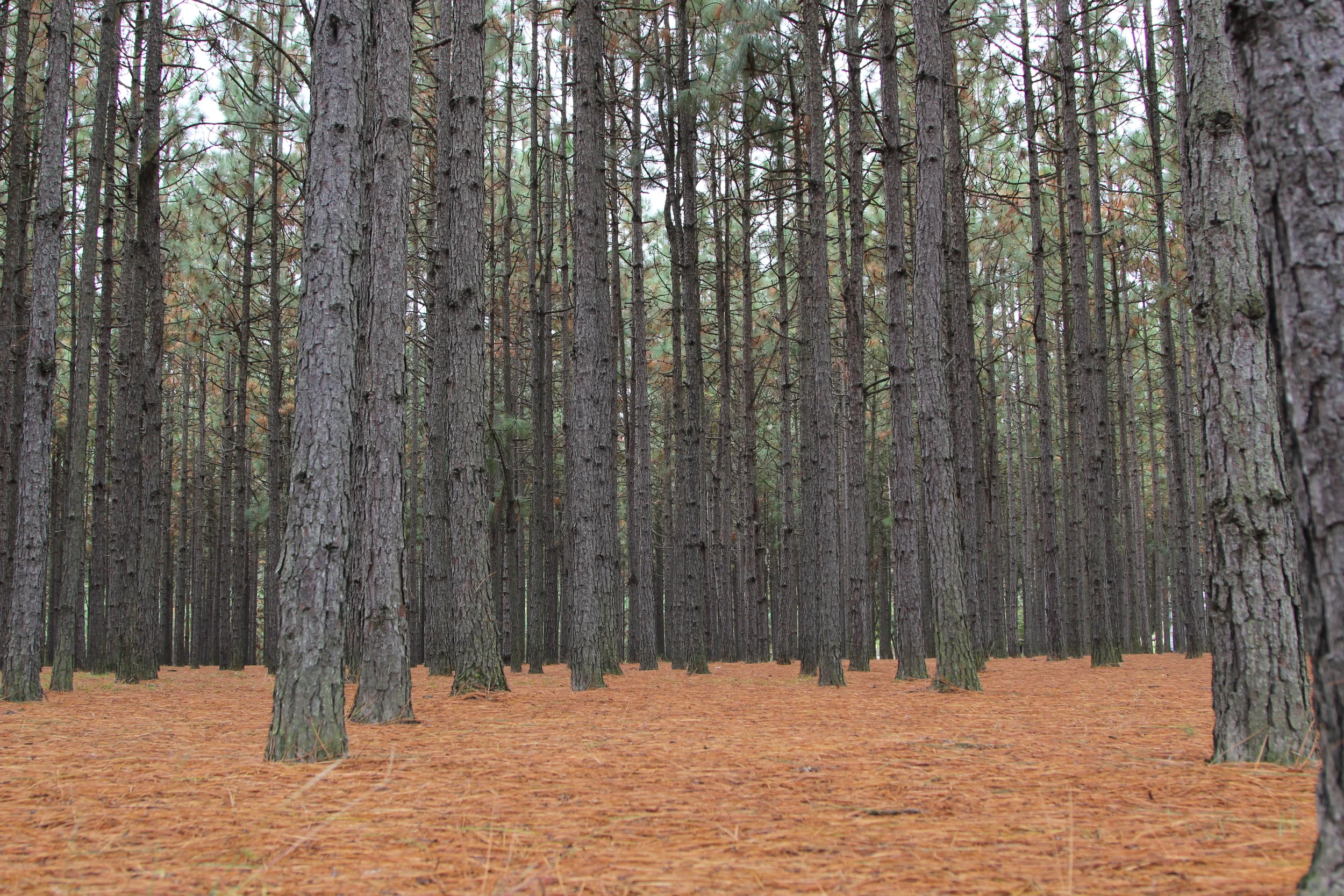 PineNeedles17.jpg