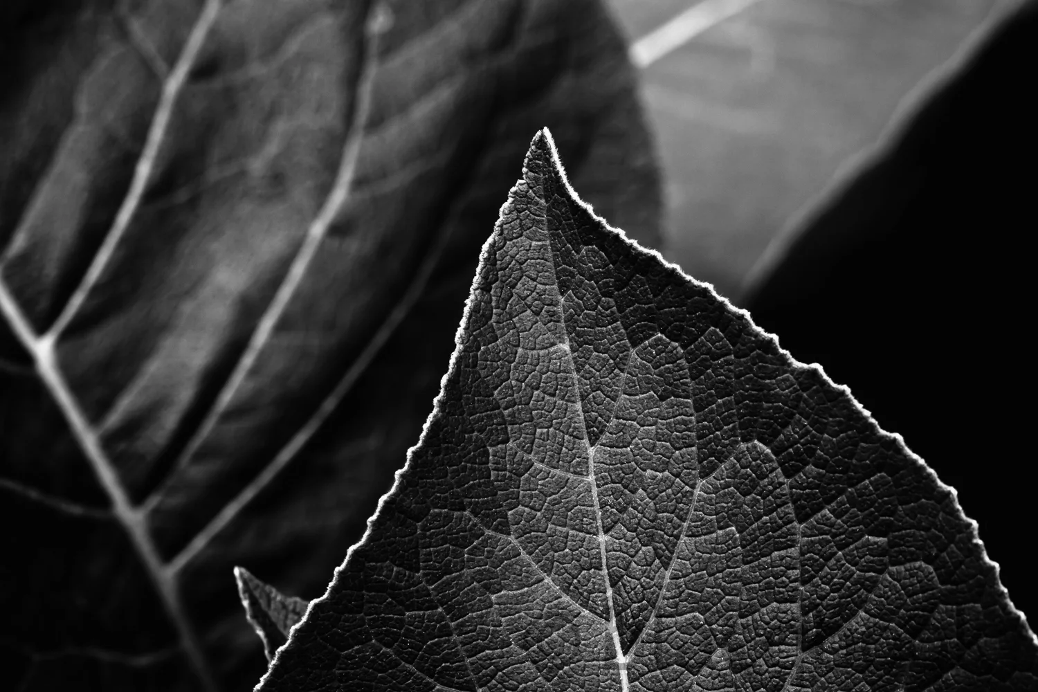 leaves being