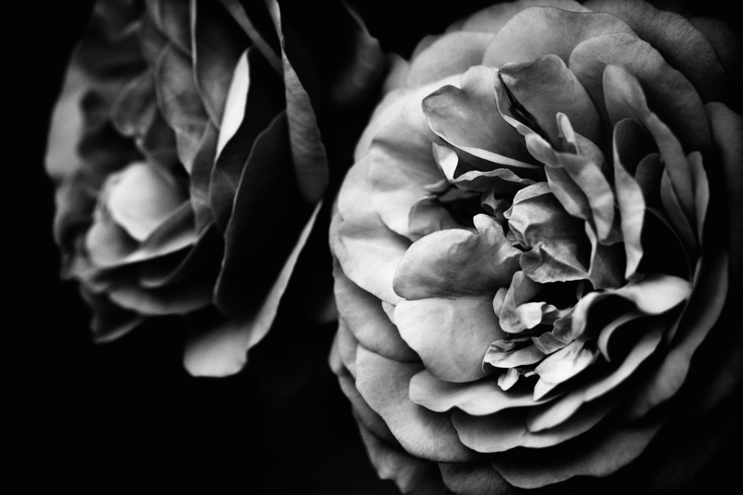two roses