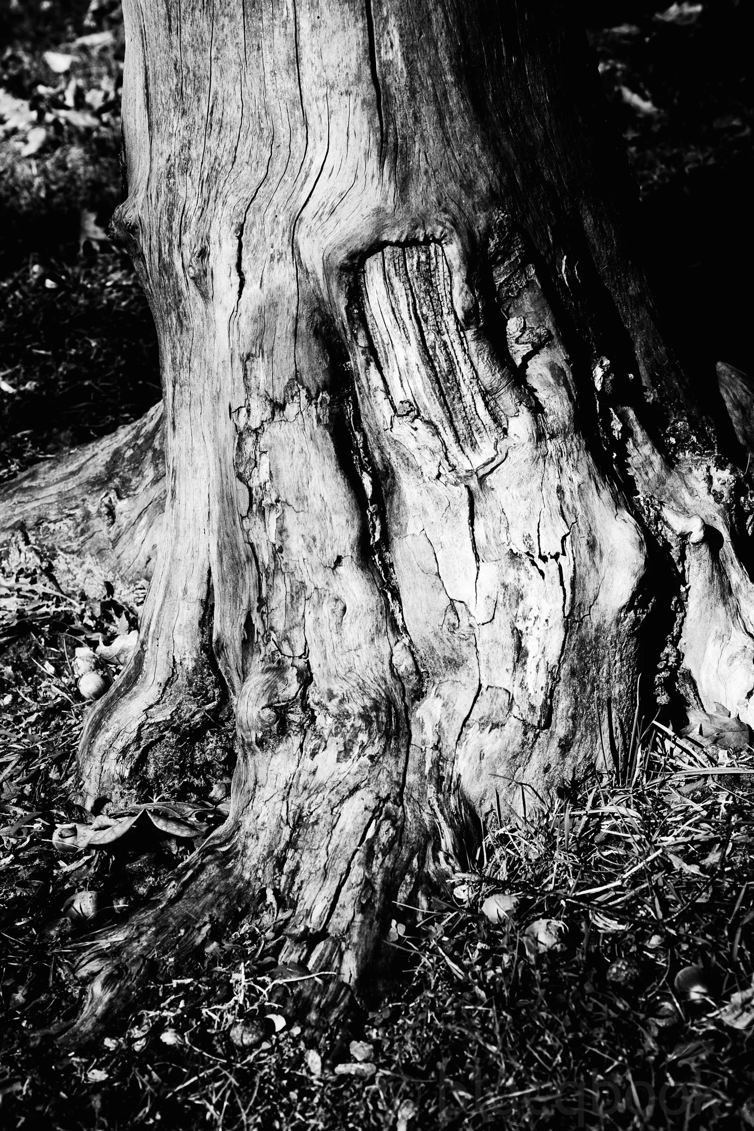 tree base