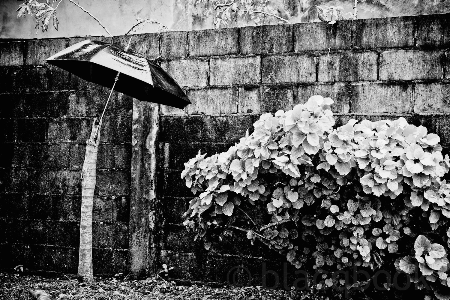 up against the rain