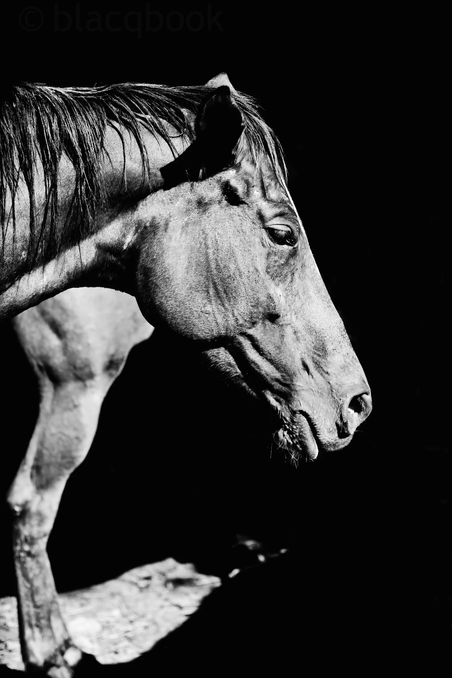 head horse's leg