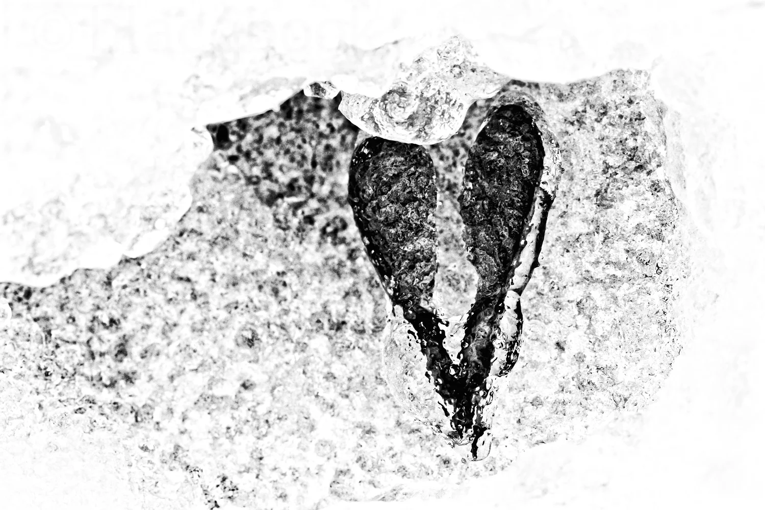icy seeds of love