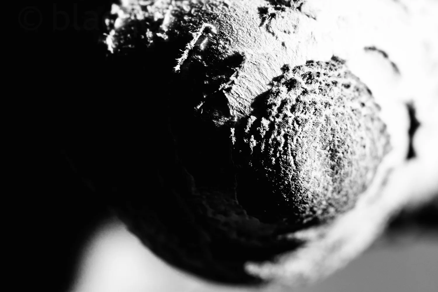 bare mushroom