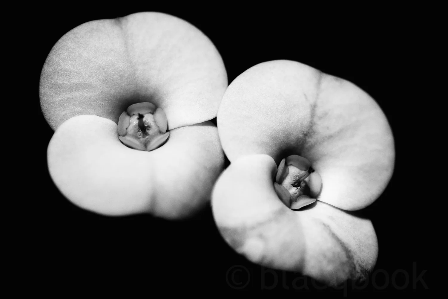 crown of thorns