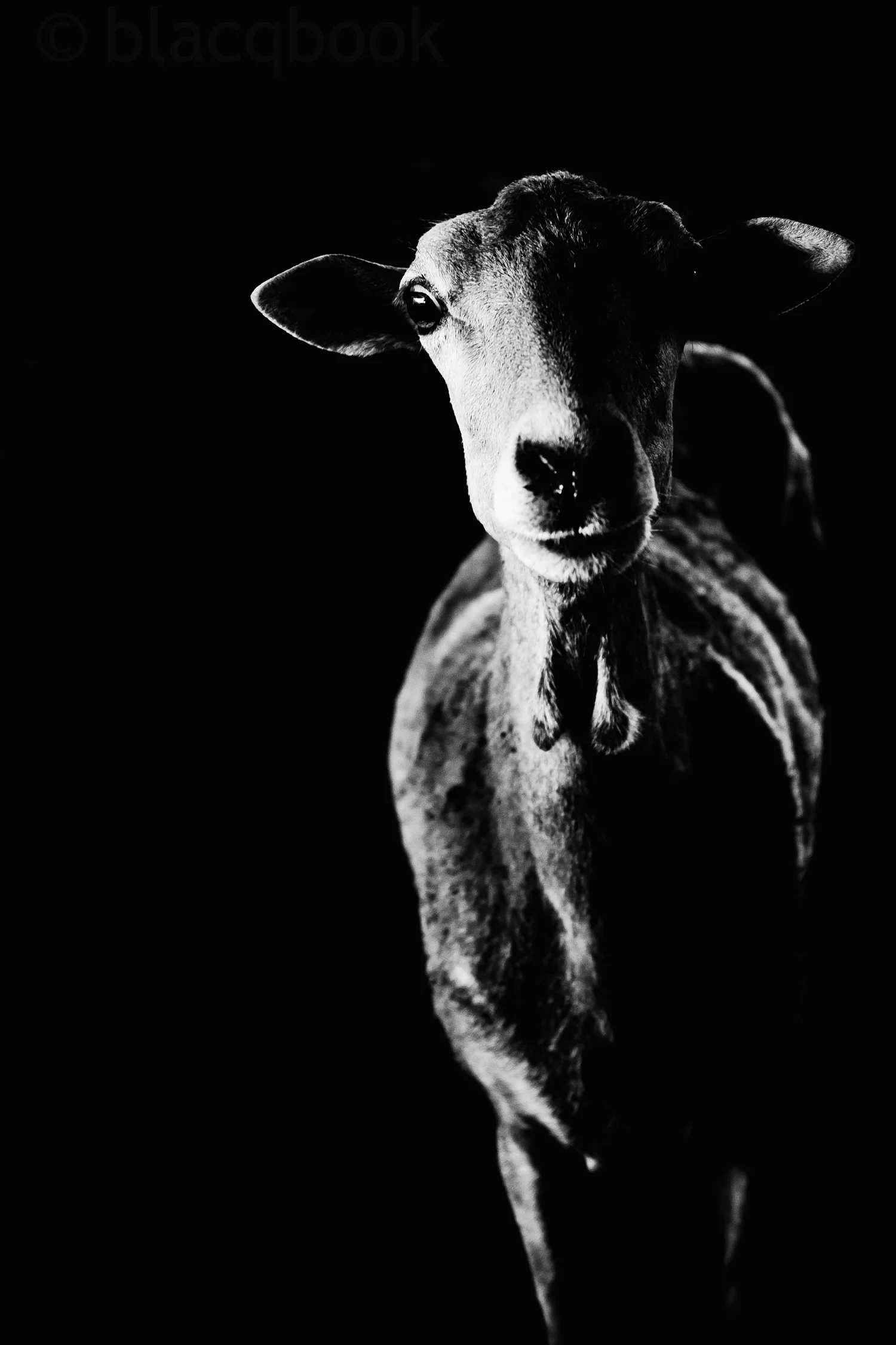 goat on the side