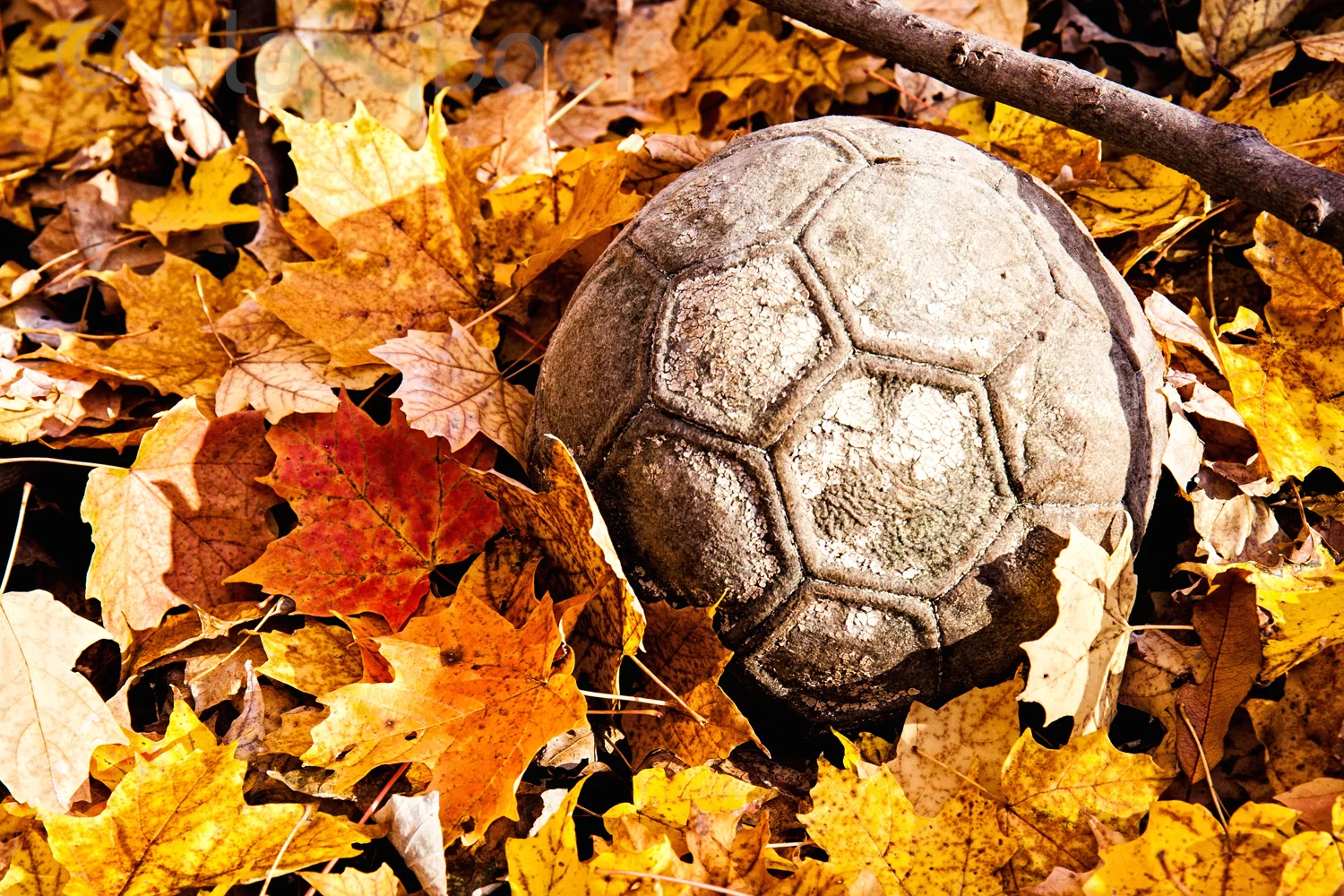 ball in the woods