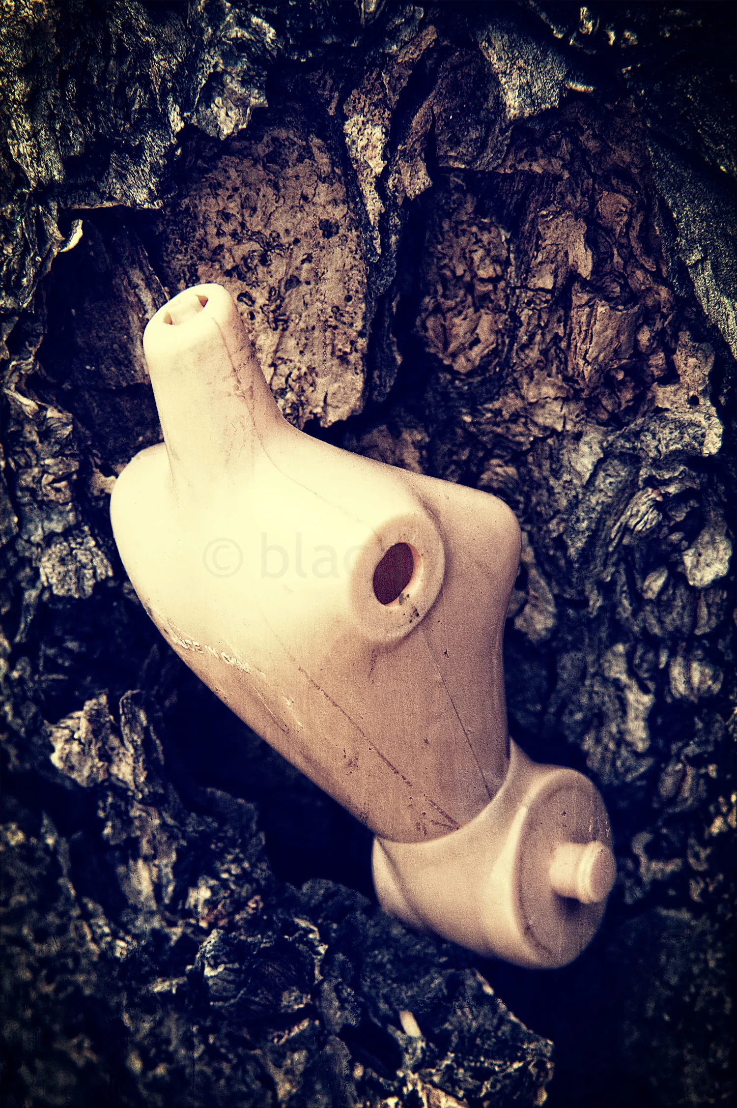 body in the woods