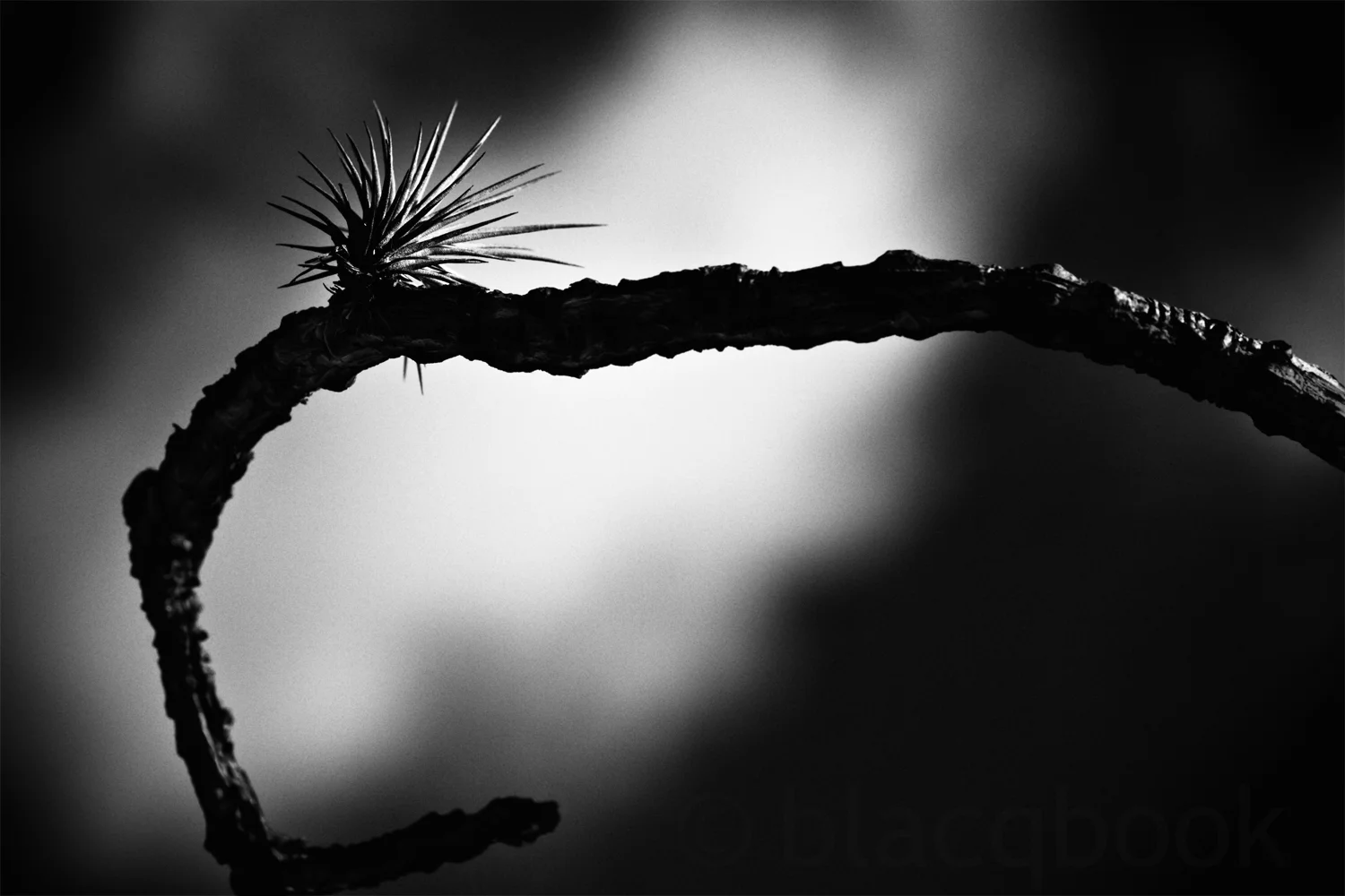 abstract growth