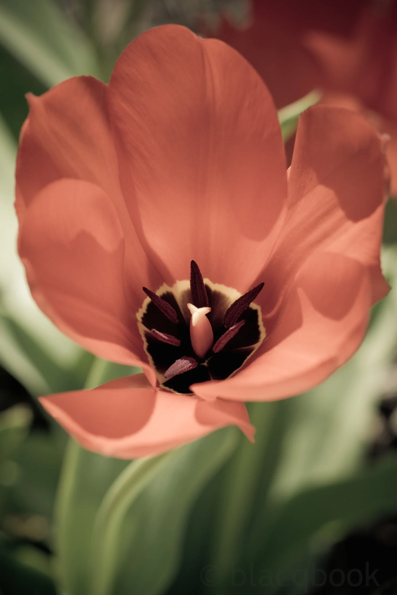 take on spring