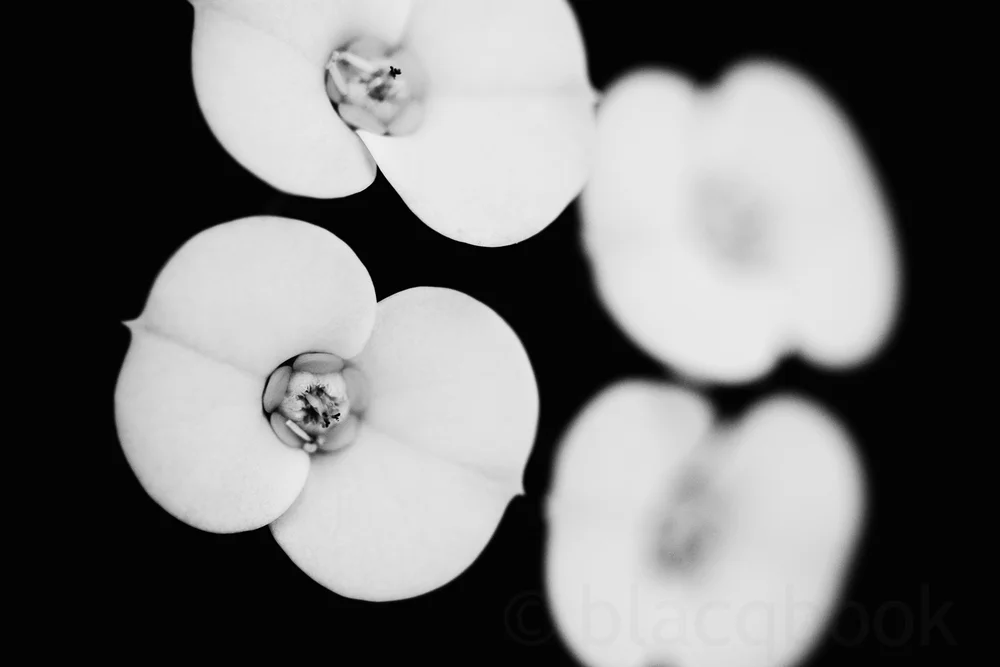 blacqbook photo: my dream in white