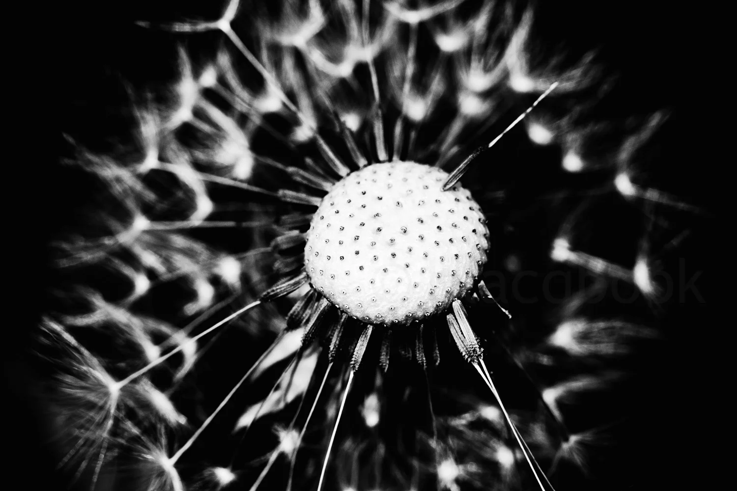 dandelion blacq