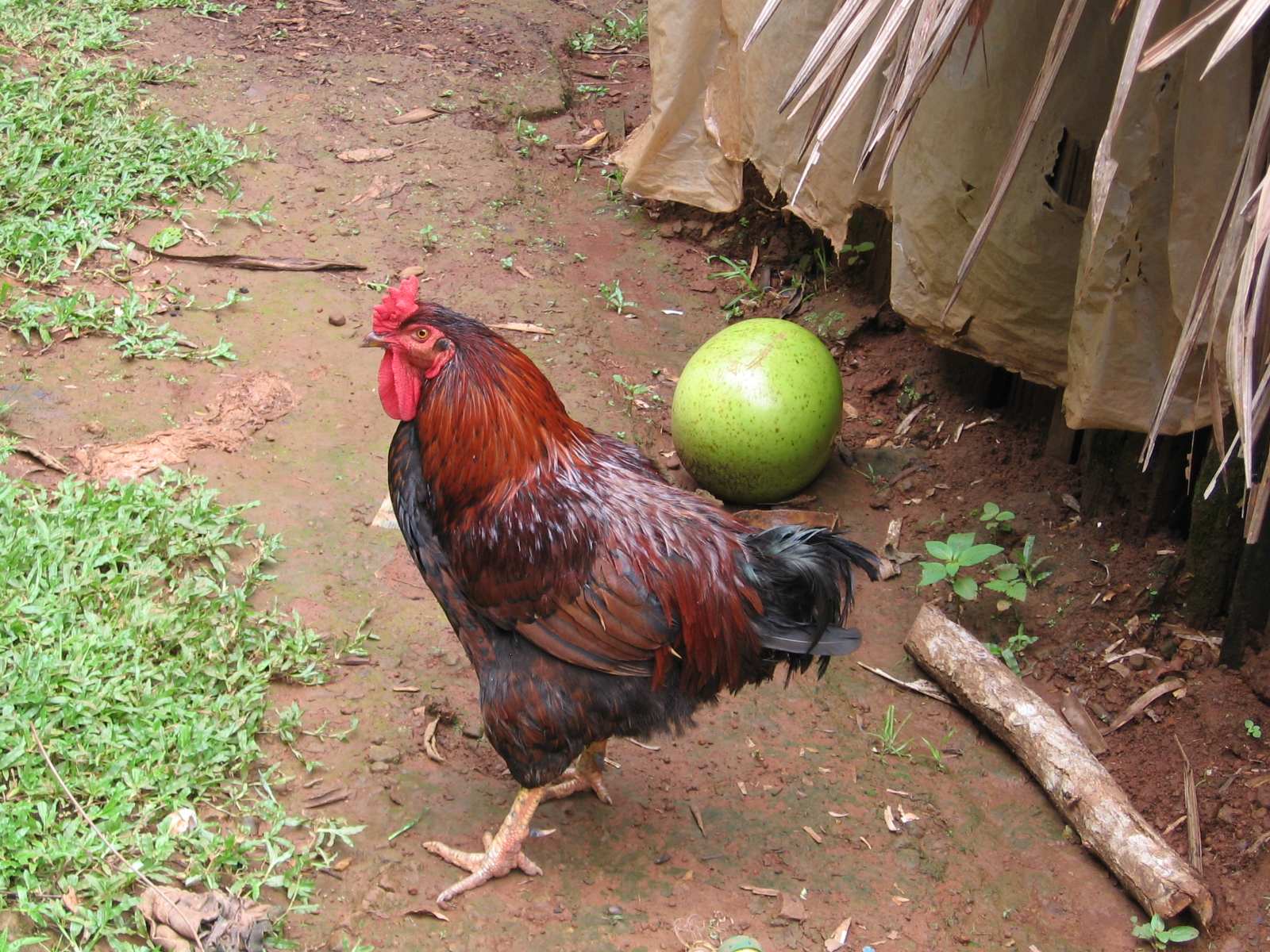 Not the chicken whose feet we ate for breakfast.