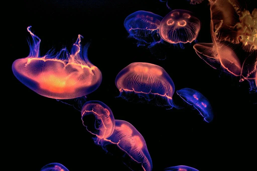 UNDLIN & WOLFE - HARD TRAVELIN - THE SWATHS