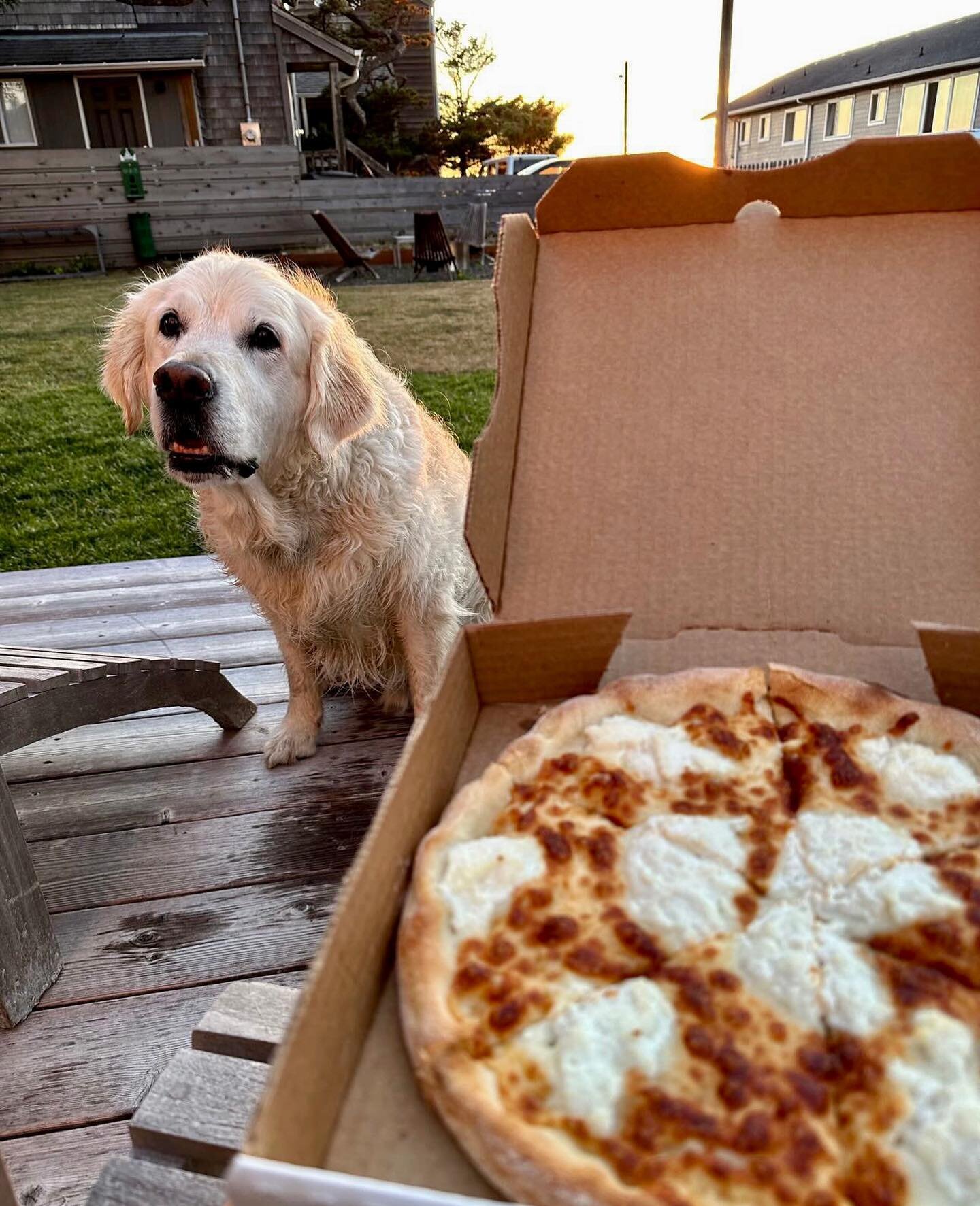 Happiness = dogs and pizzas 🐾🍕

#happiness #happy #dog #dogs #puppies #manzanita #marzanos #manzanitaoregon #oregonpizza #pizza