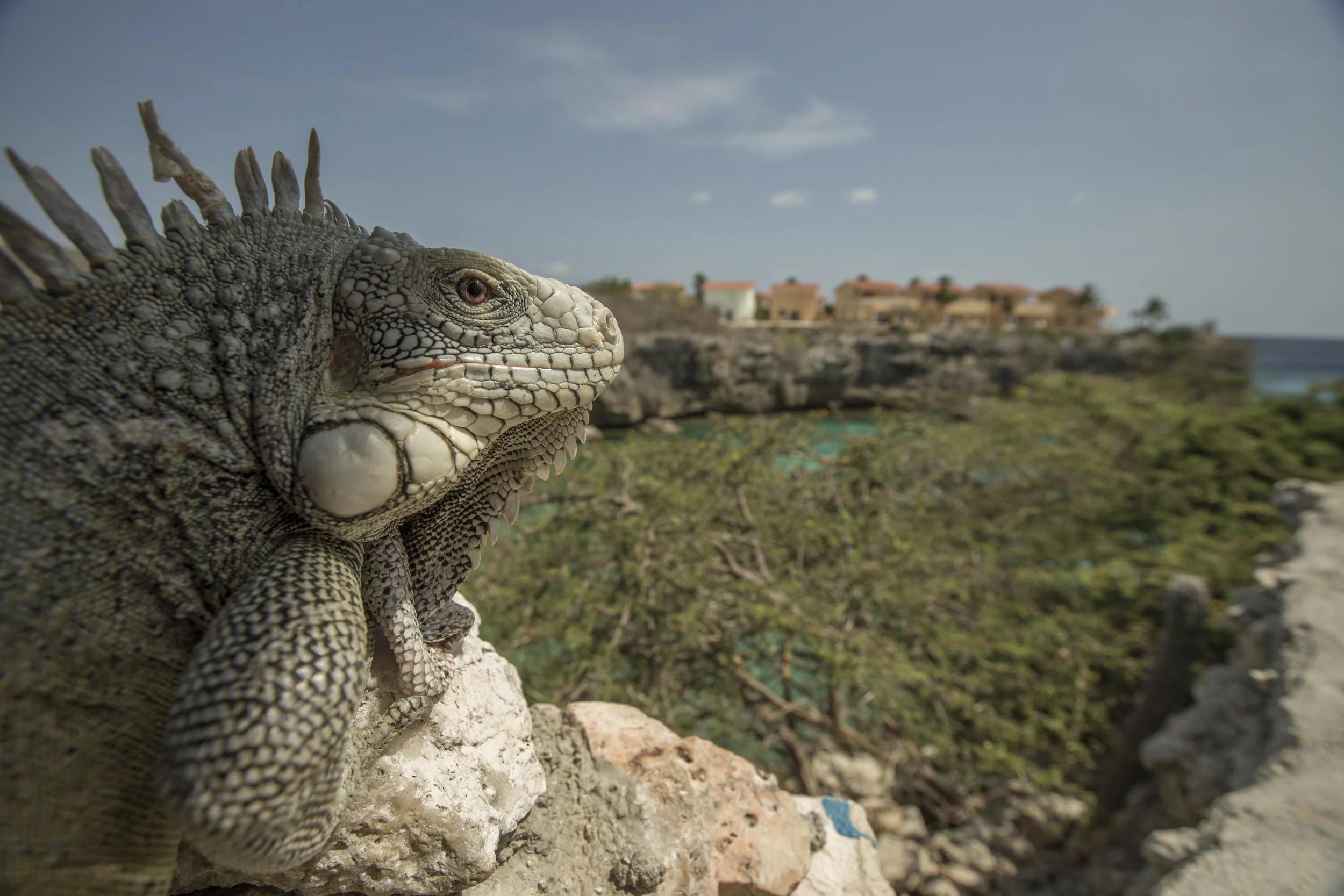 CuracaoIguana.jpg