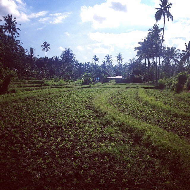 This is a rice field, but that might not be rice growing. I've already forgotten.