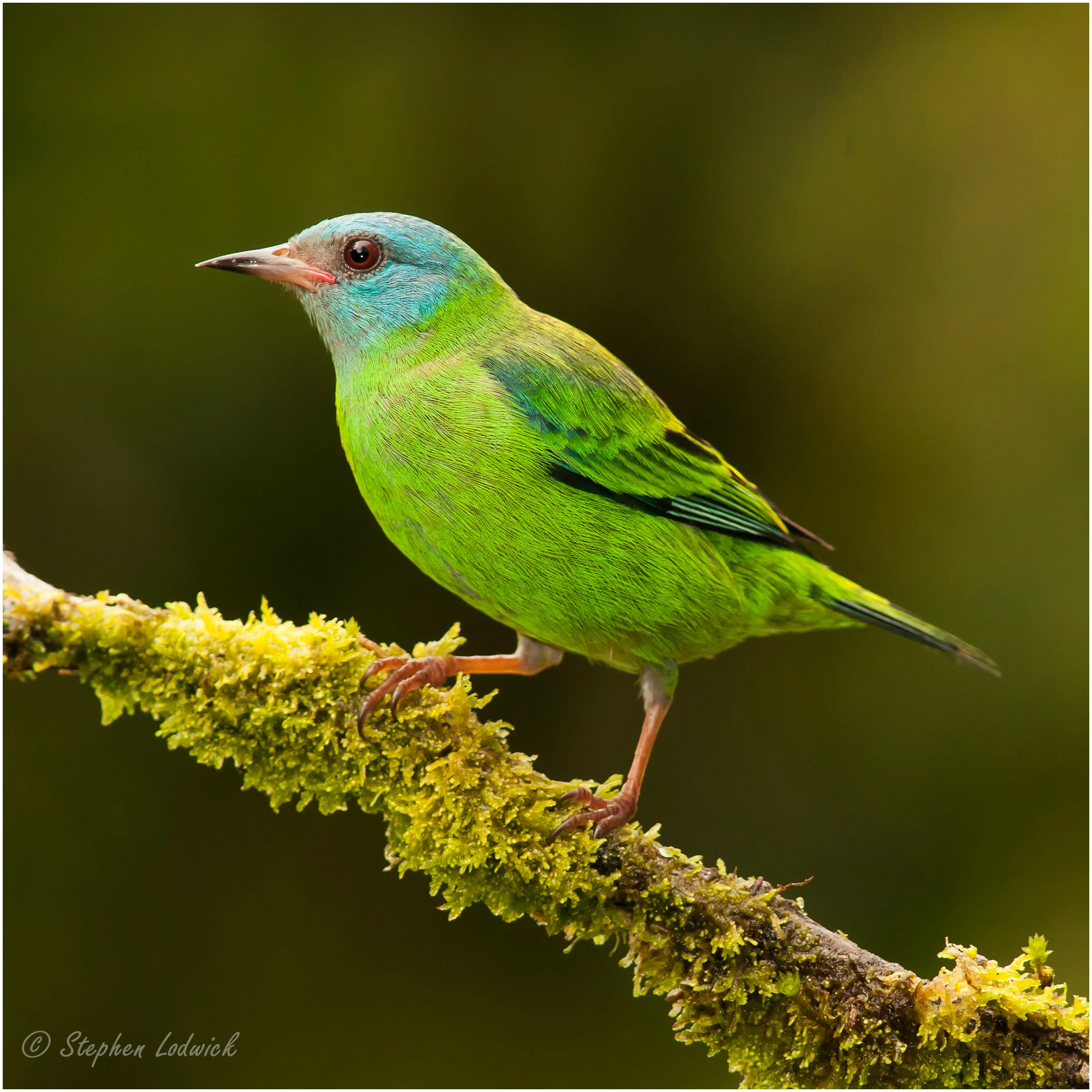  Blue Dacnis (female) 