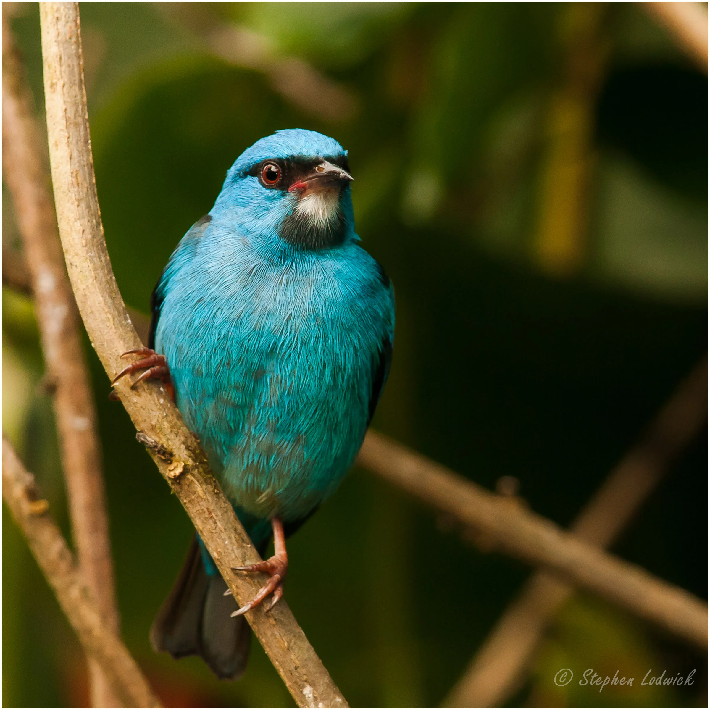  Blue Dacnis (male) 