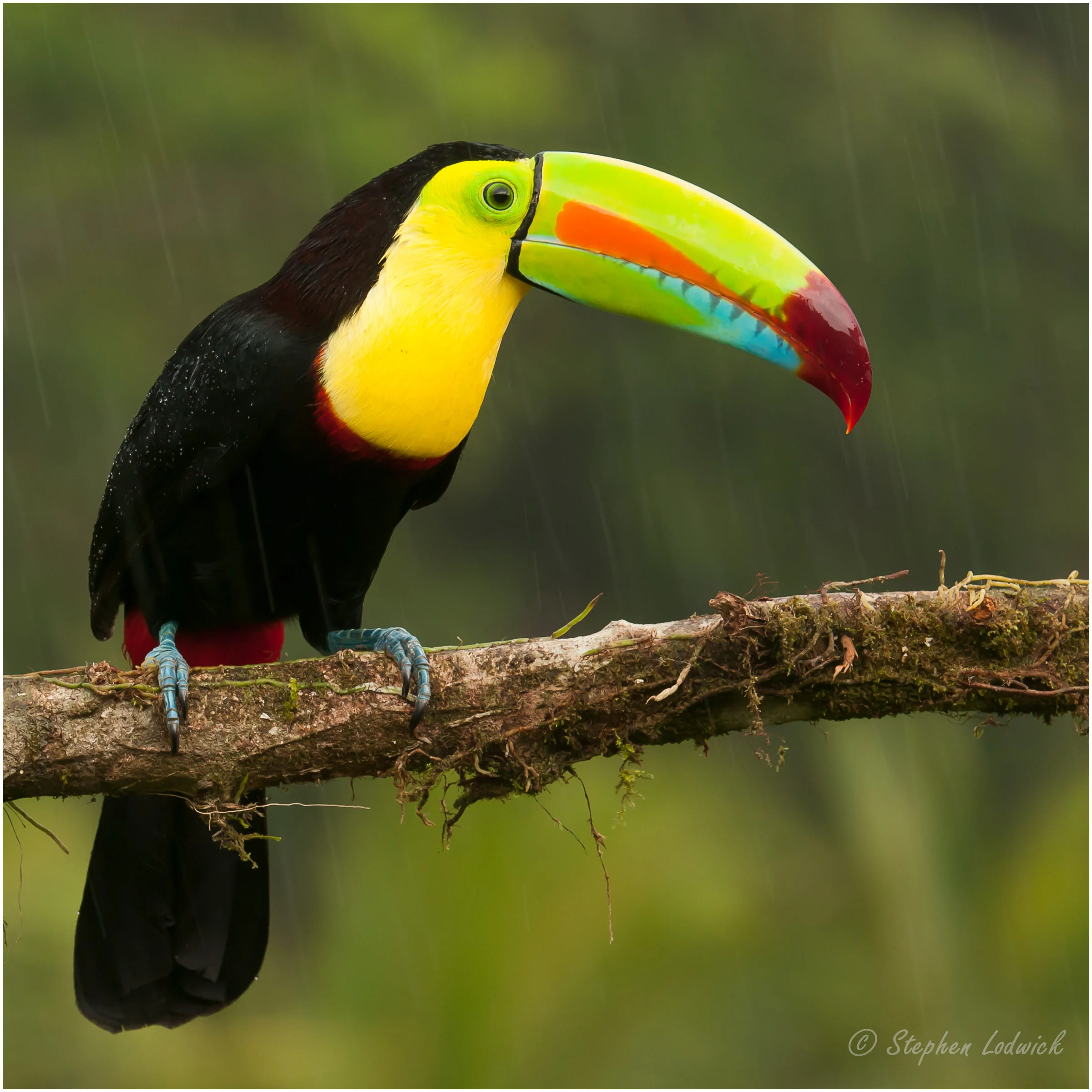  Keel-billed Toucan 
