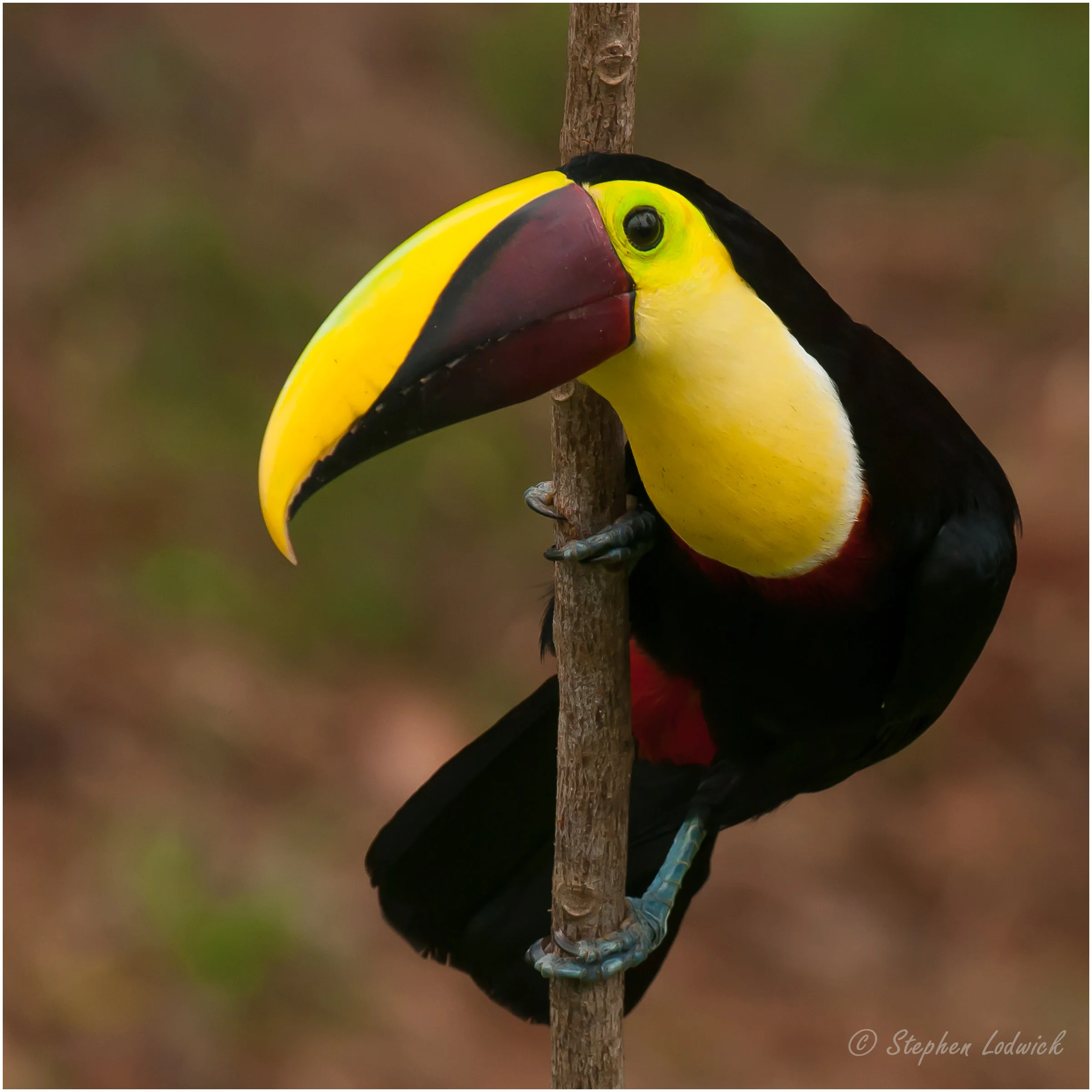  Chestnut-mandibled Toucan 