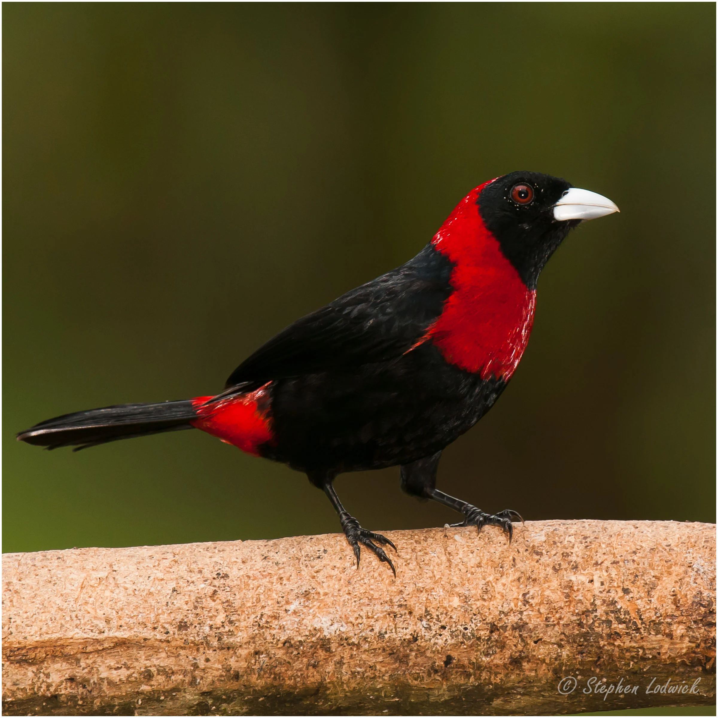  Crimson-collared Tanager 
