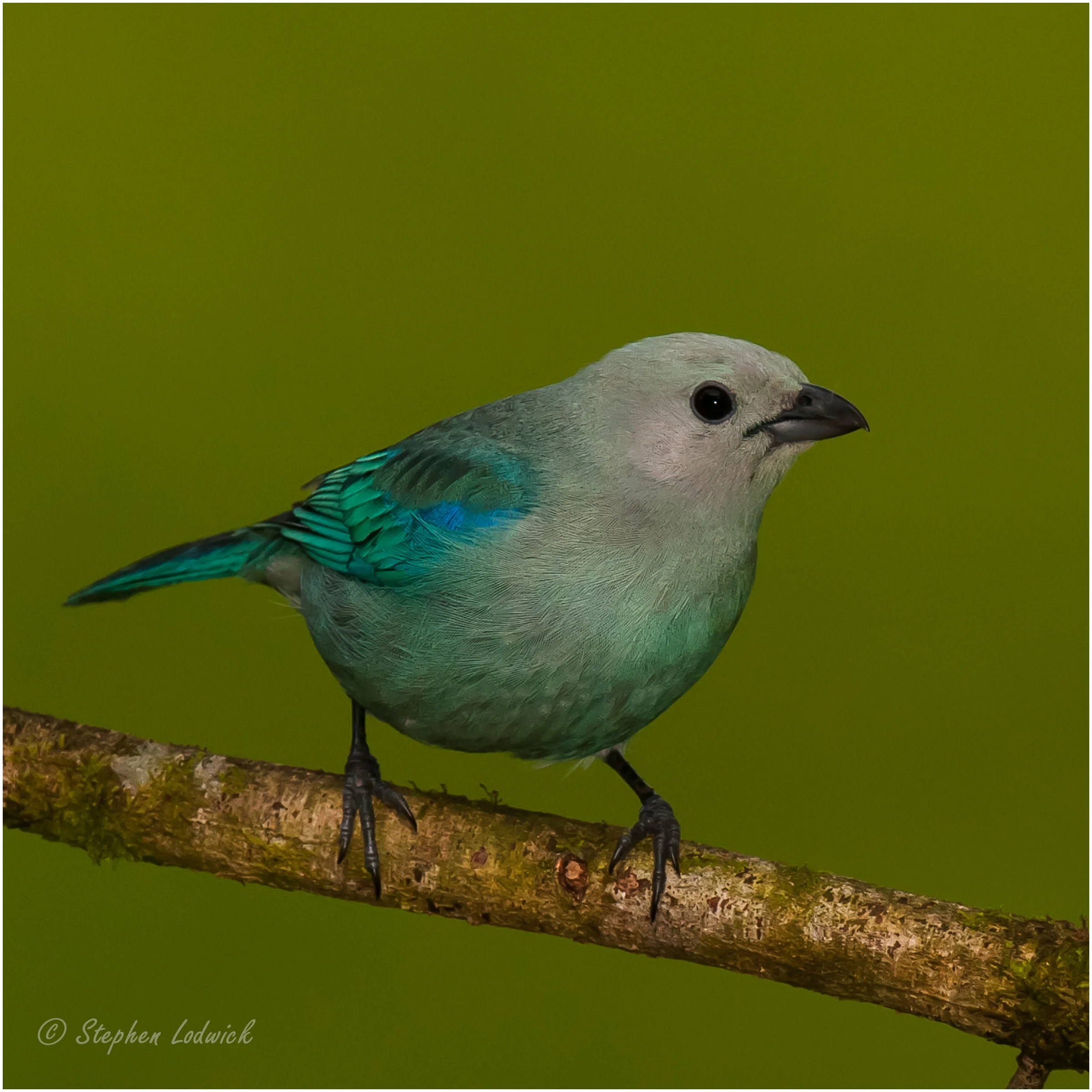  Blue-gray Tanager 