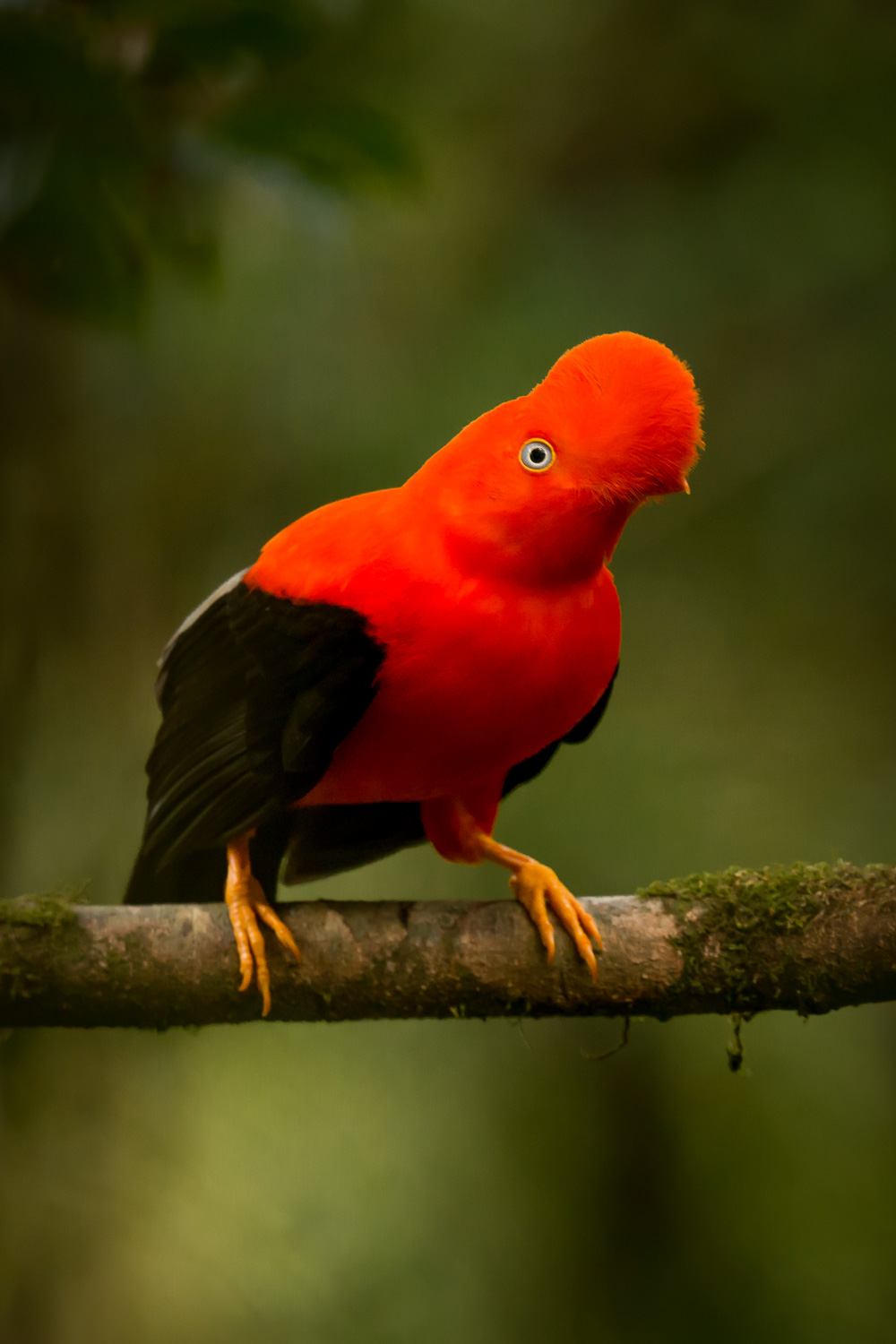 Cock of the Rock.jpg