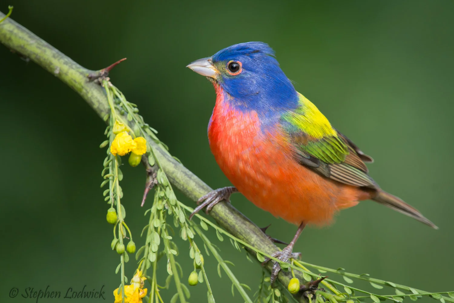 Painted Bunting (Male).jpg