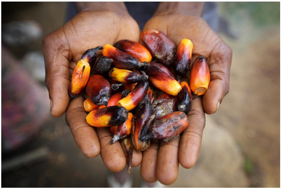 Naturally grown palm seeds in Liberia. Photo by Kuni Takahashi.