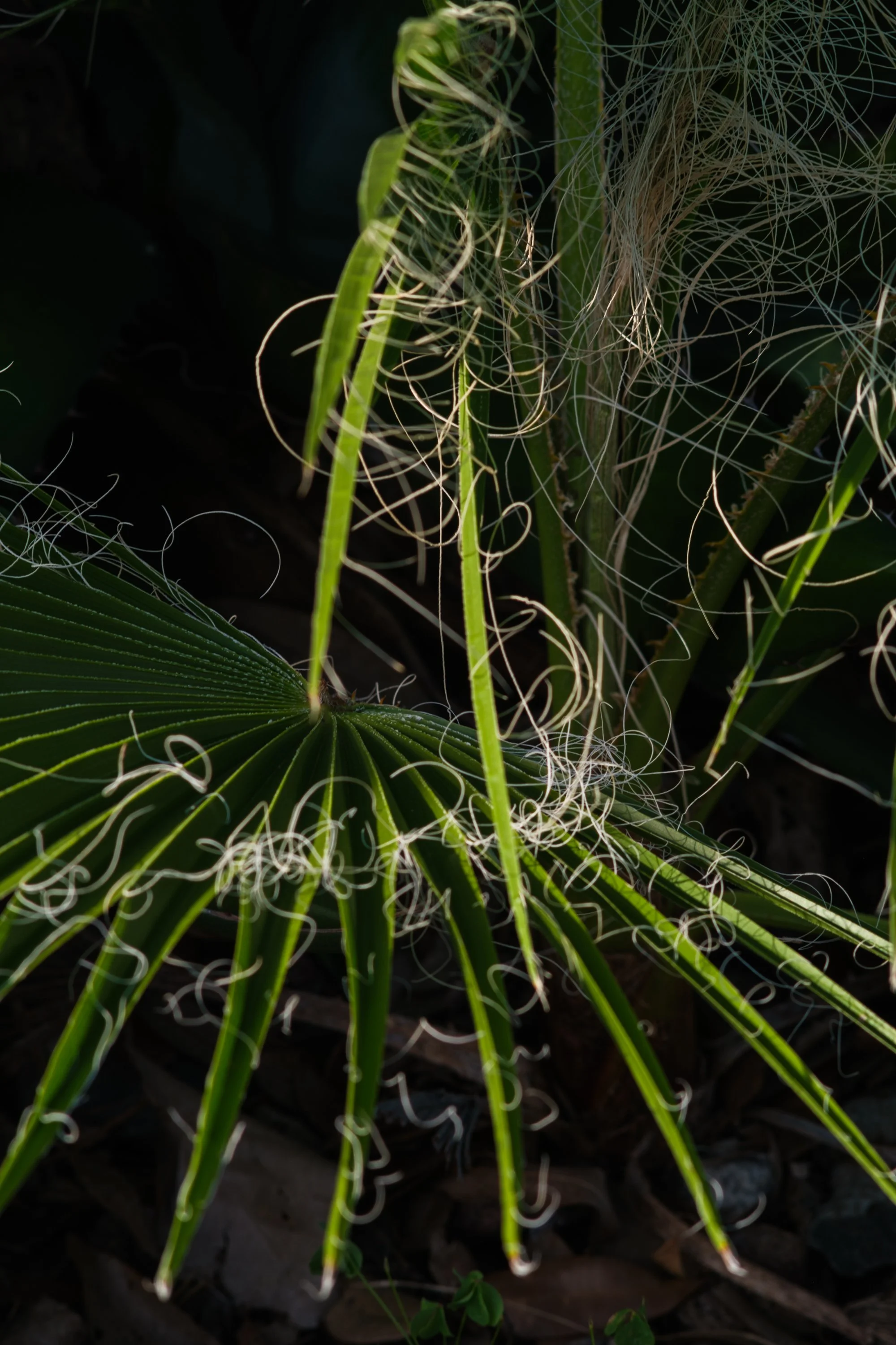 onawalk-081424-6.jpg