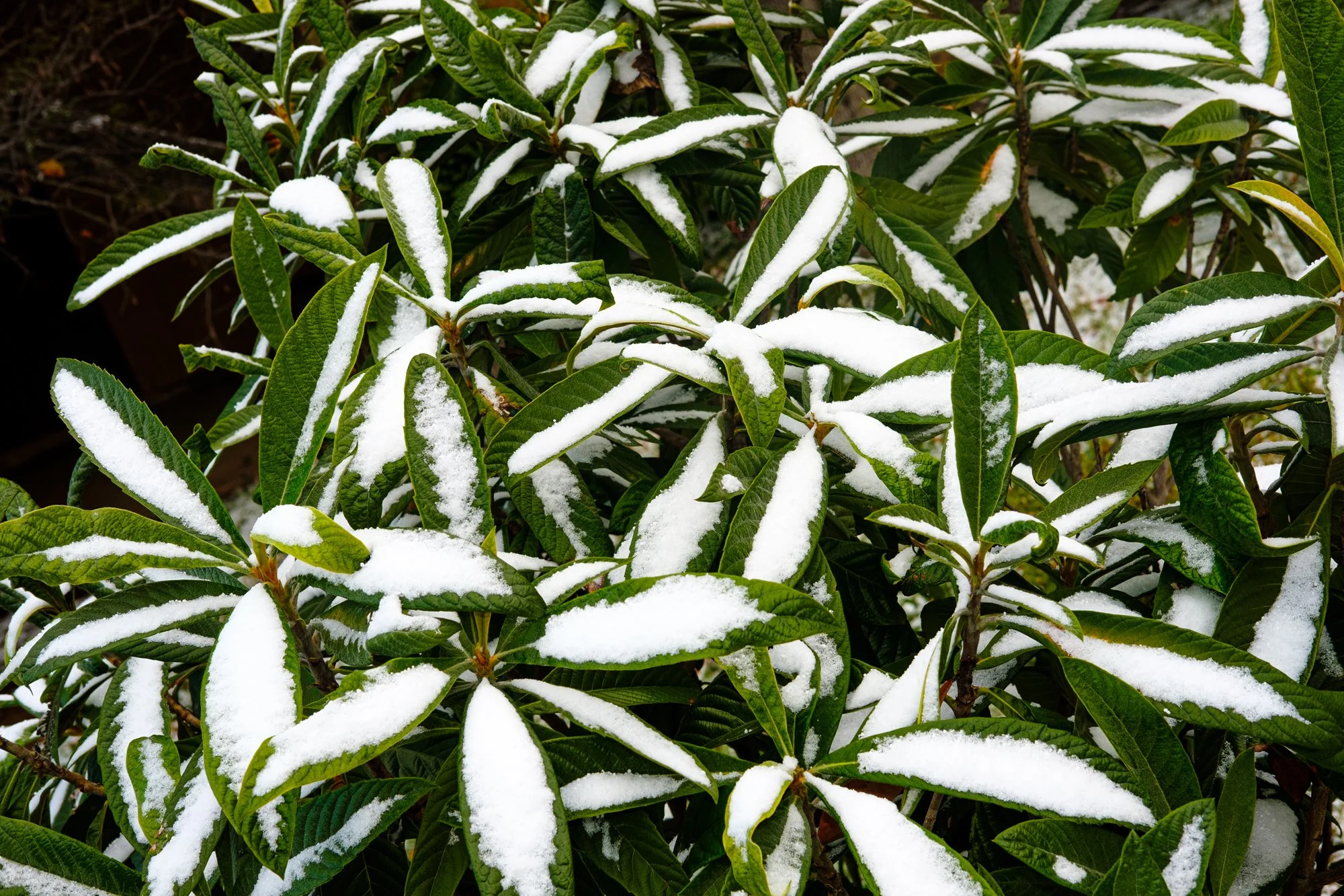 snowday-012125-18.jpg