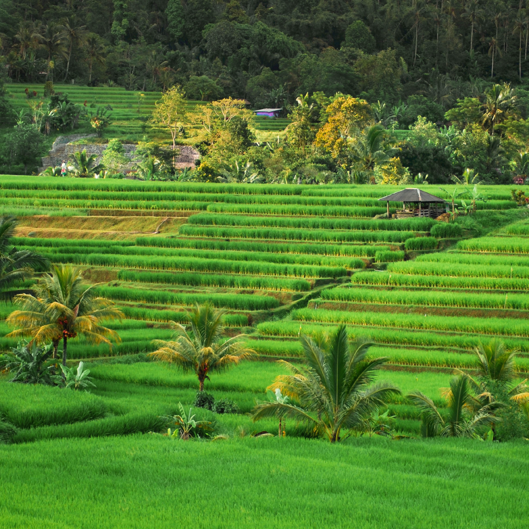 bali.png