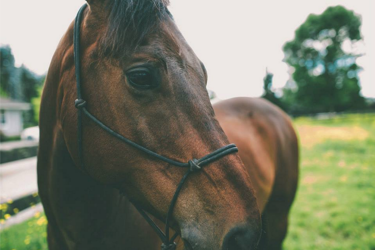 Duke : photography by Reema Al-Zaben