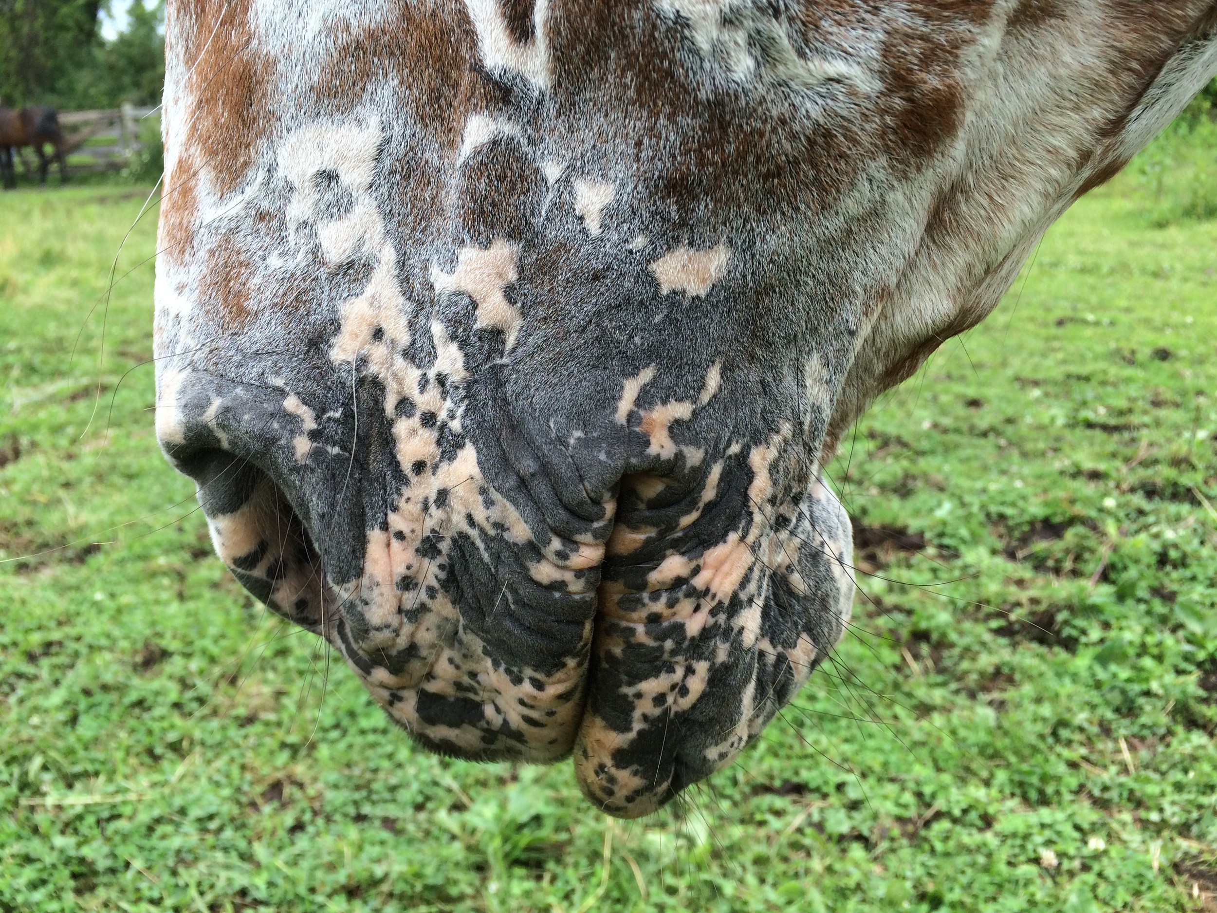 Leopard muzzle