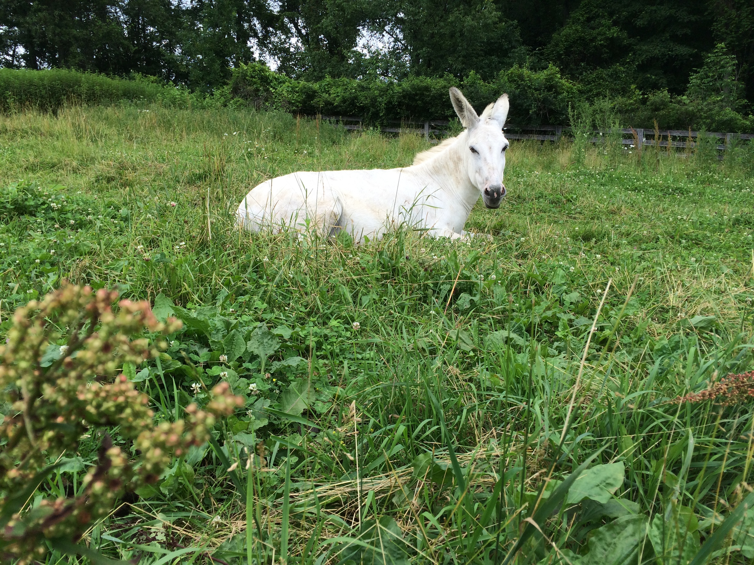 Donk, the Unicorn without the horn.
