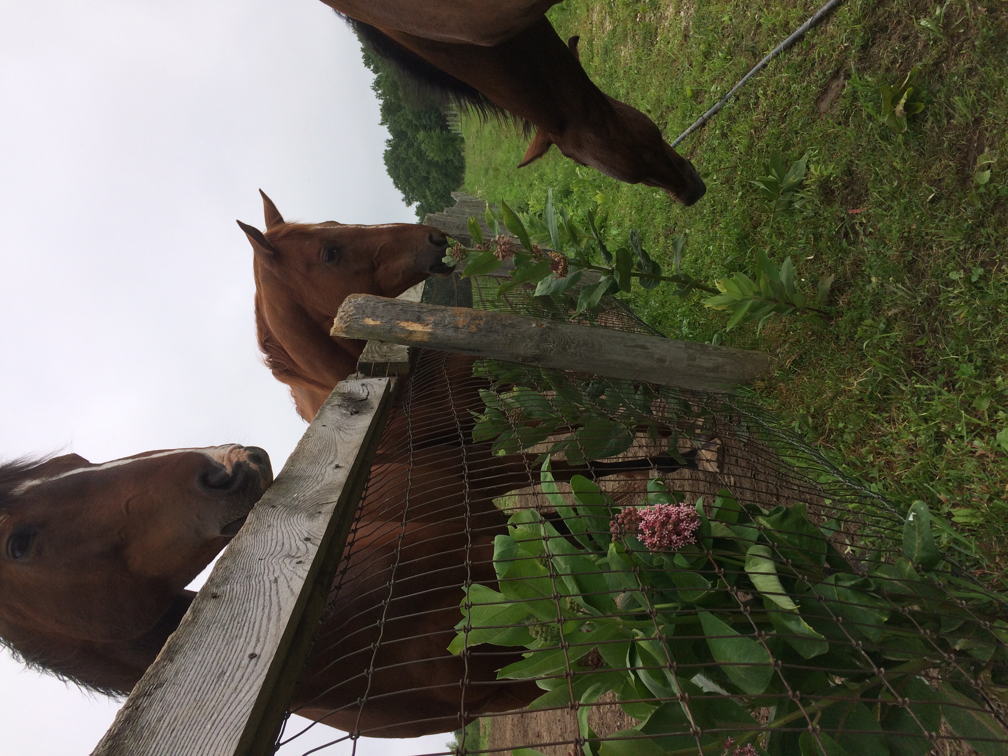 The Thoroughbreds