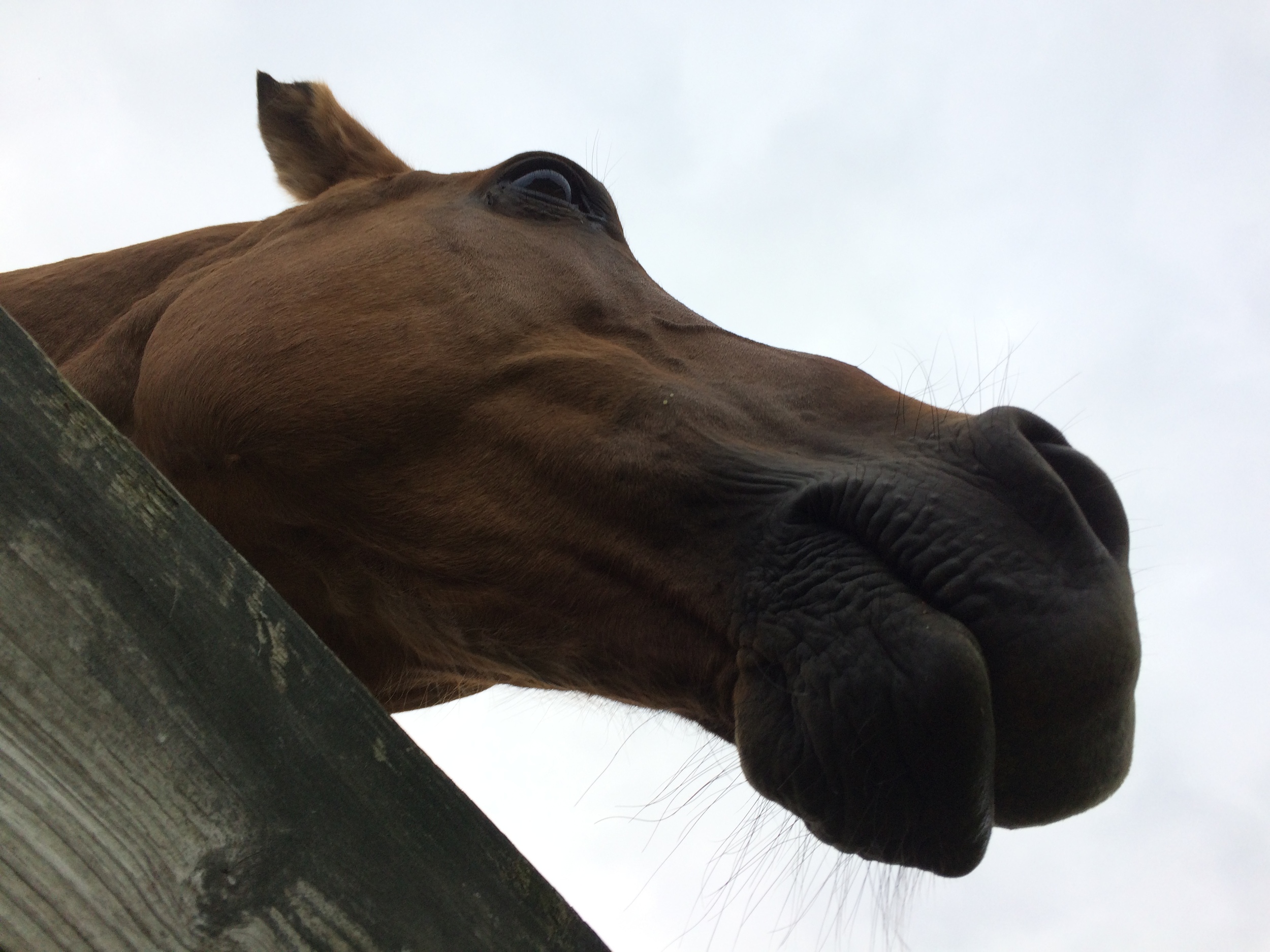 Seedman, retired outrider pony from the Aqueduct racetrack. He has a loving fan club back east.