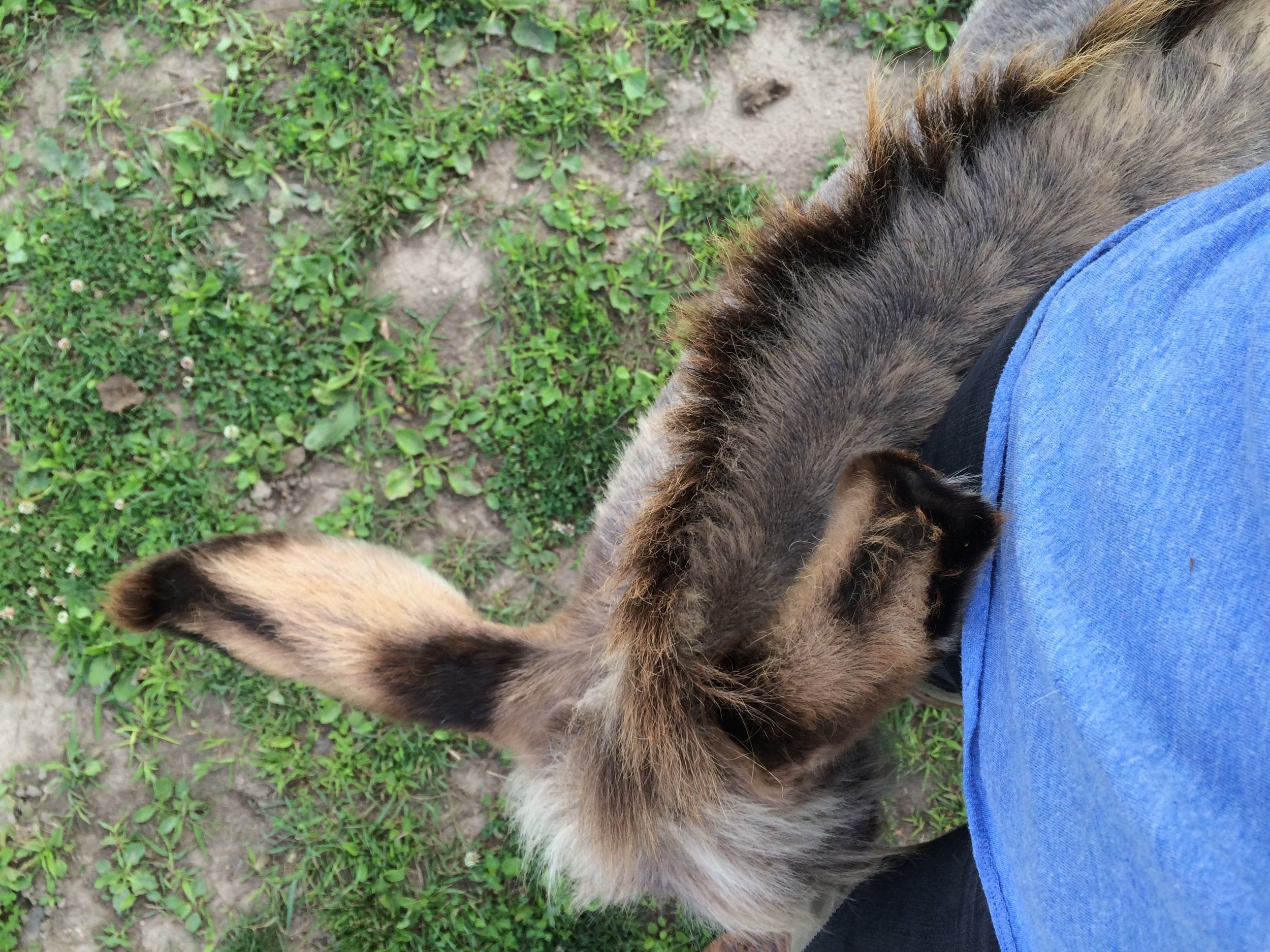Lil' John wrapped around my leg. Reportedly, he was a standoffish donkey. Hard to imagine!
