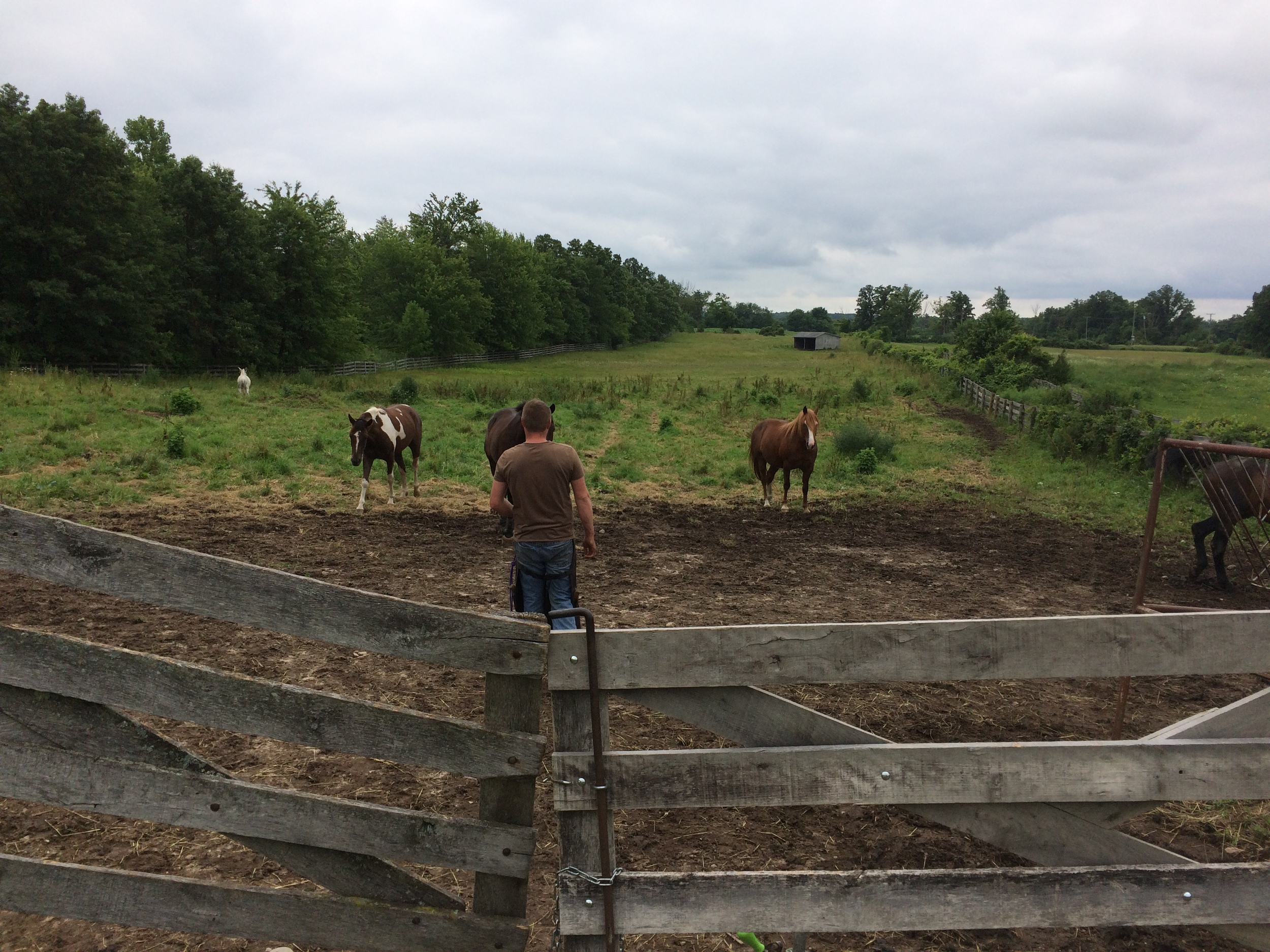 The herd comes to greet the farrier.
